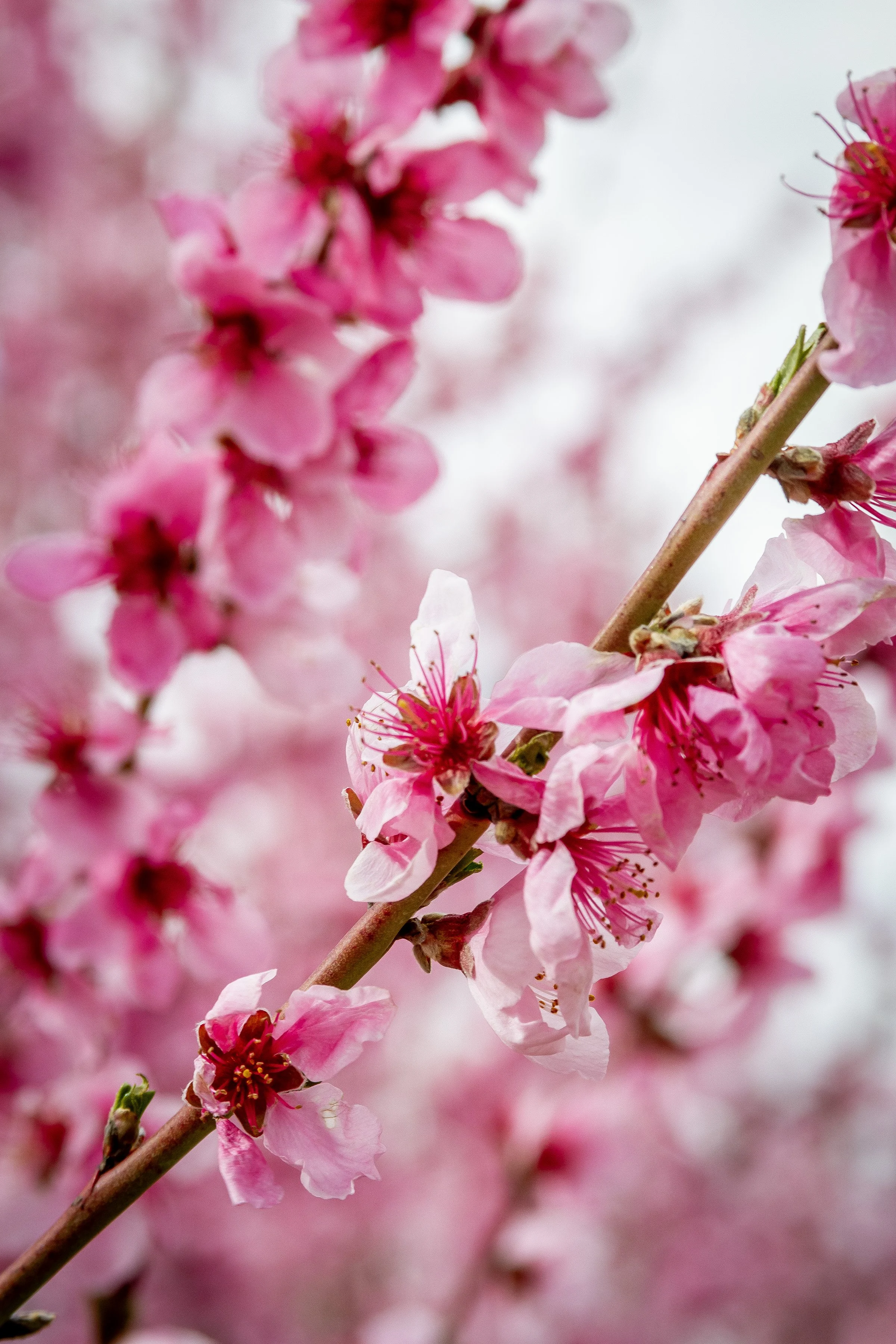 RainierCherryBlossoms_8x12.jpg