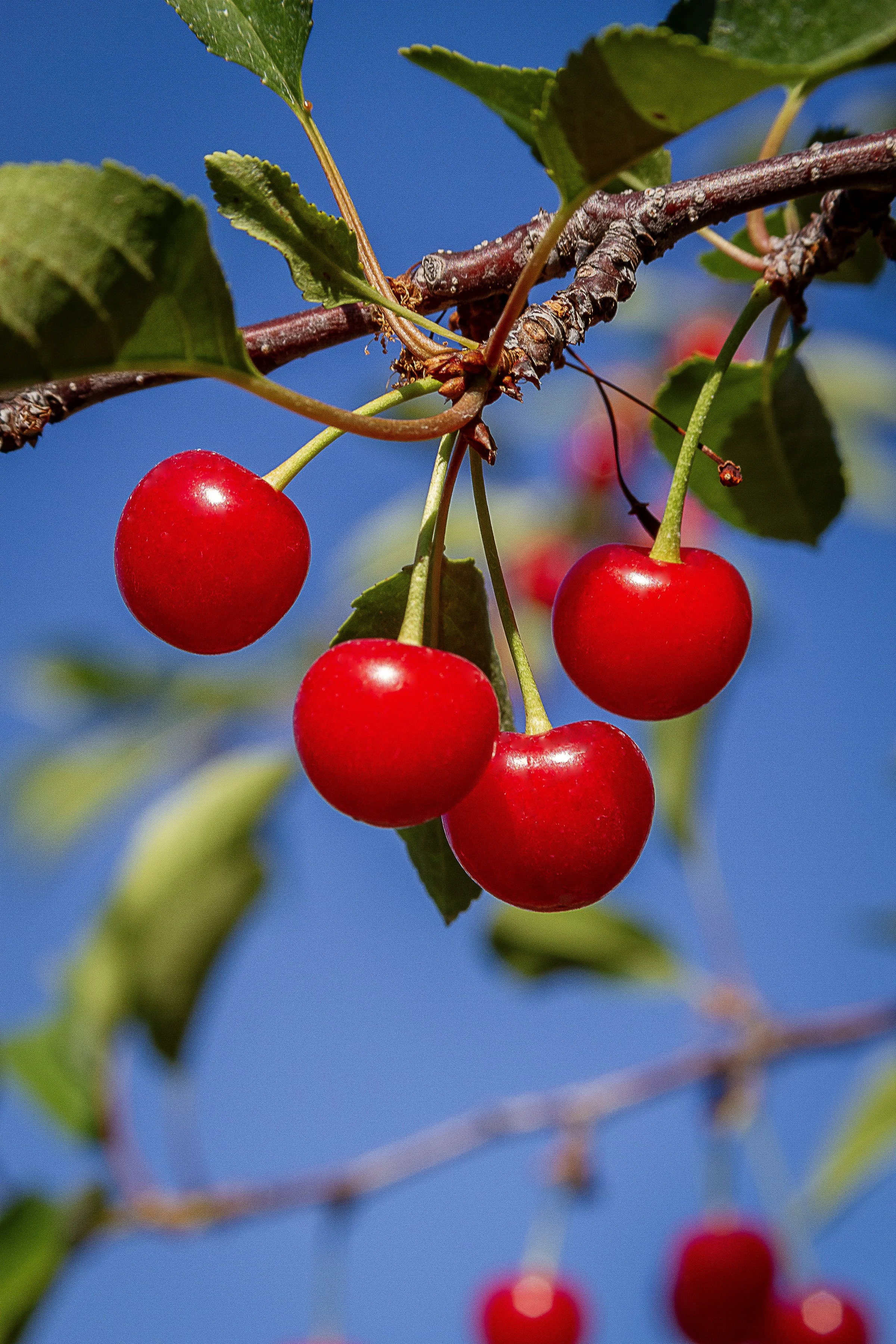 TartCherriesAndBlueSkyV_8x12.jpg