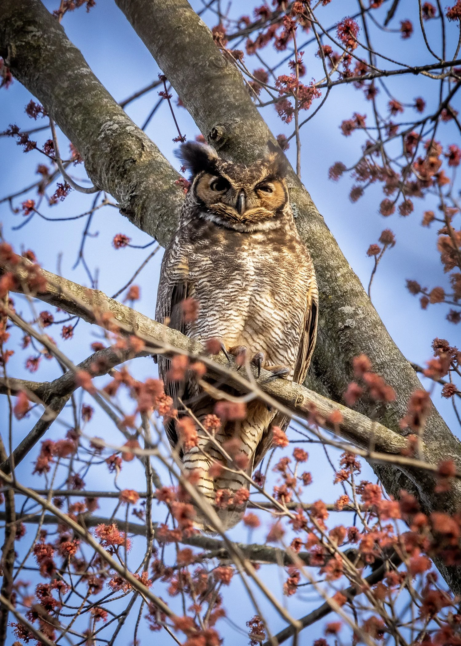 Great Horned Owl