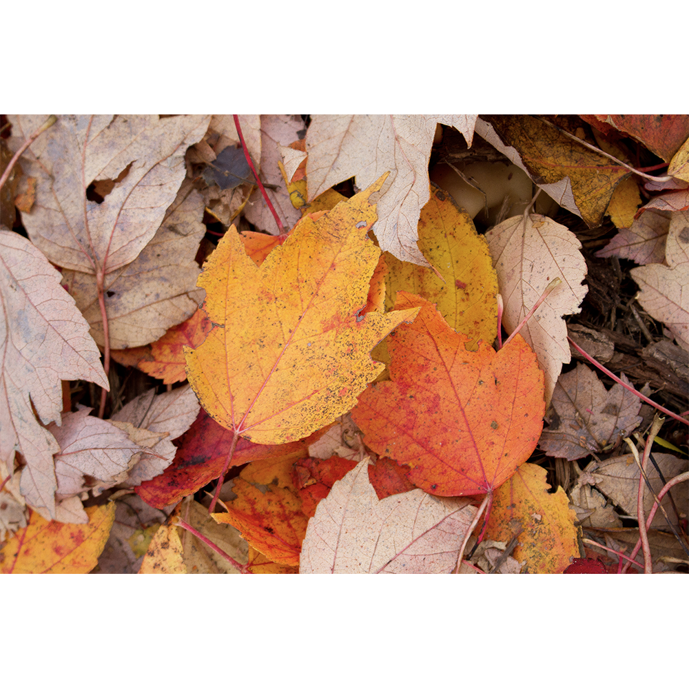 Autumn Pair