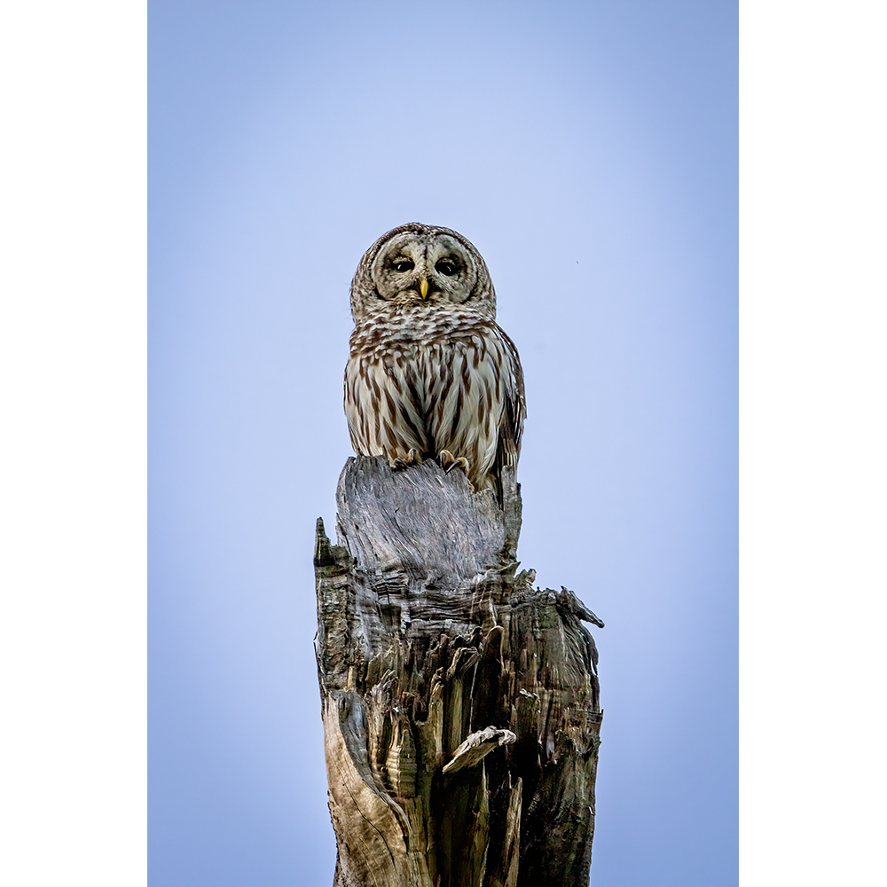 Barred Owl Male
