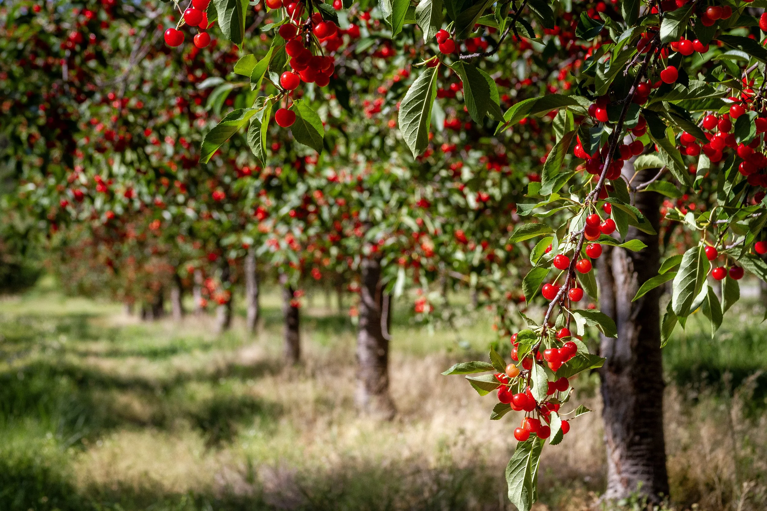 TartCherryOrchard_8x12.jpg