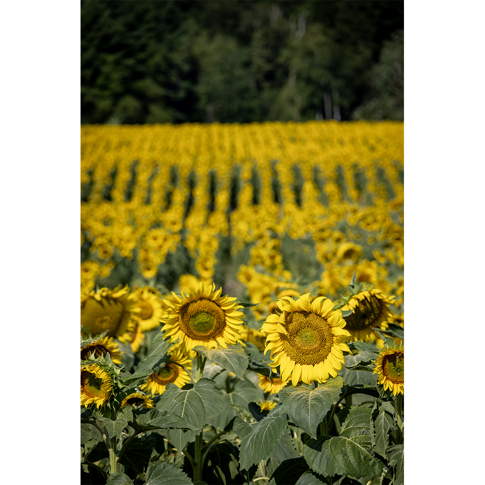 Field of Sunflowers