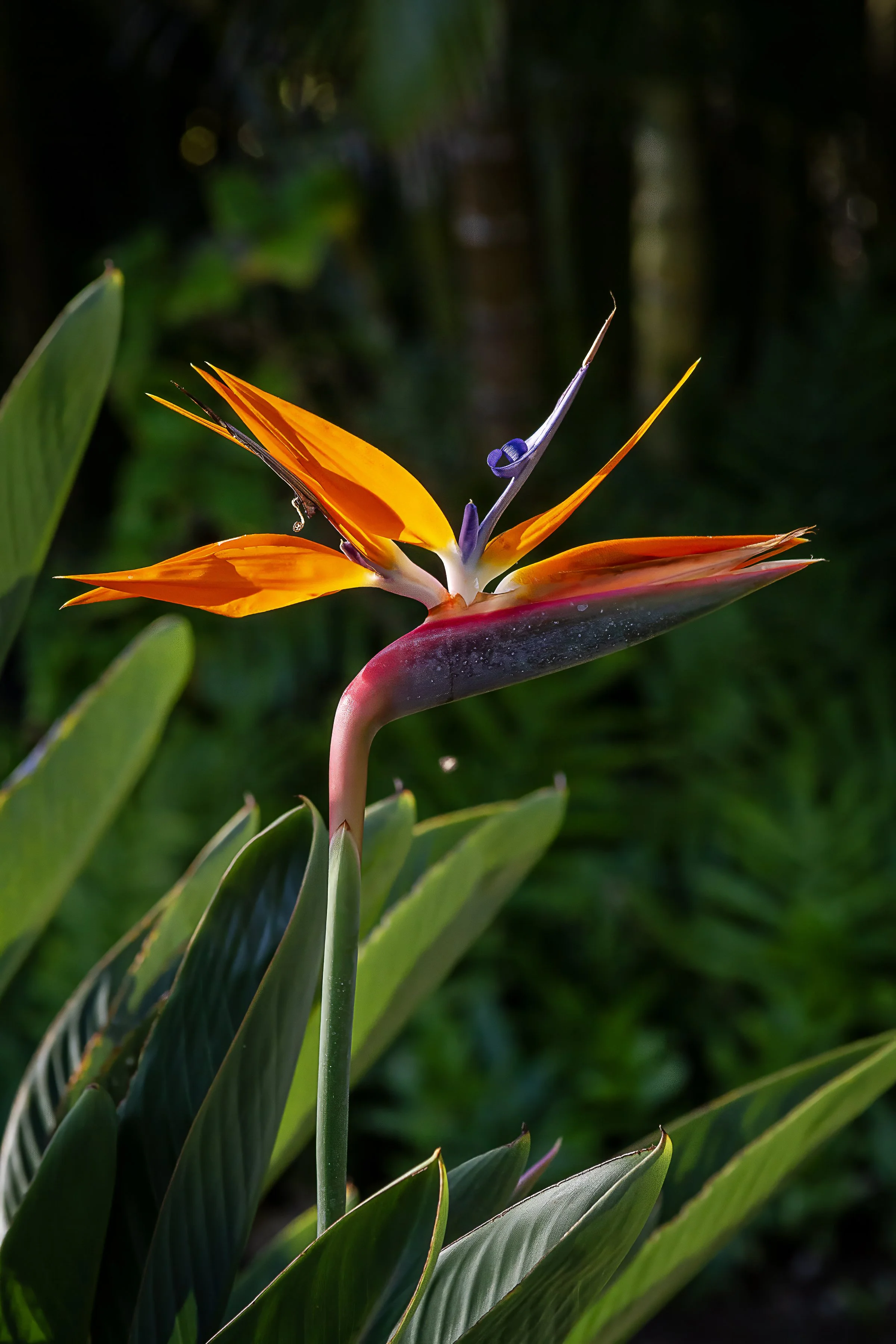 Bird of Paradise