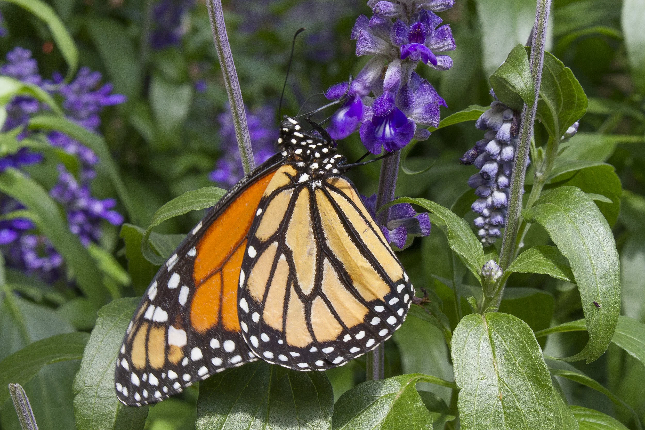 MonarchButterfly_8x12.jpg