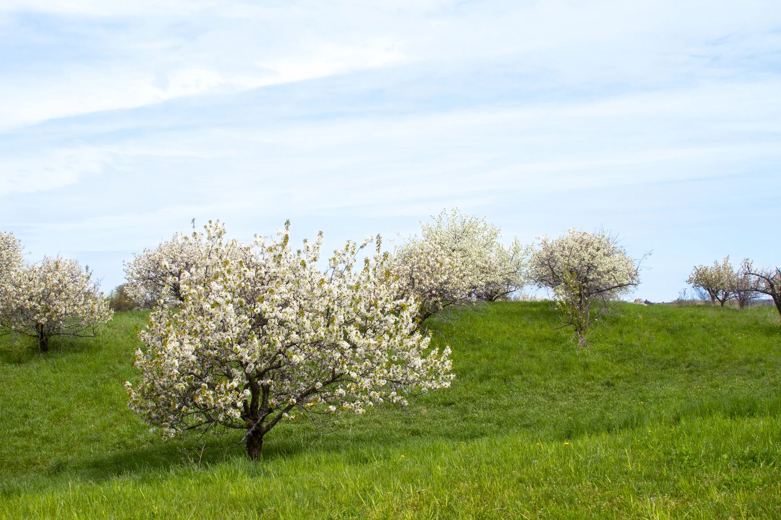 Cherry Trees Blossoms