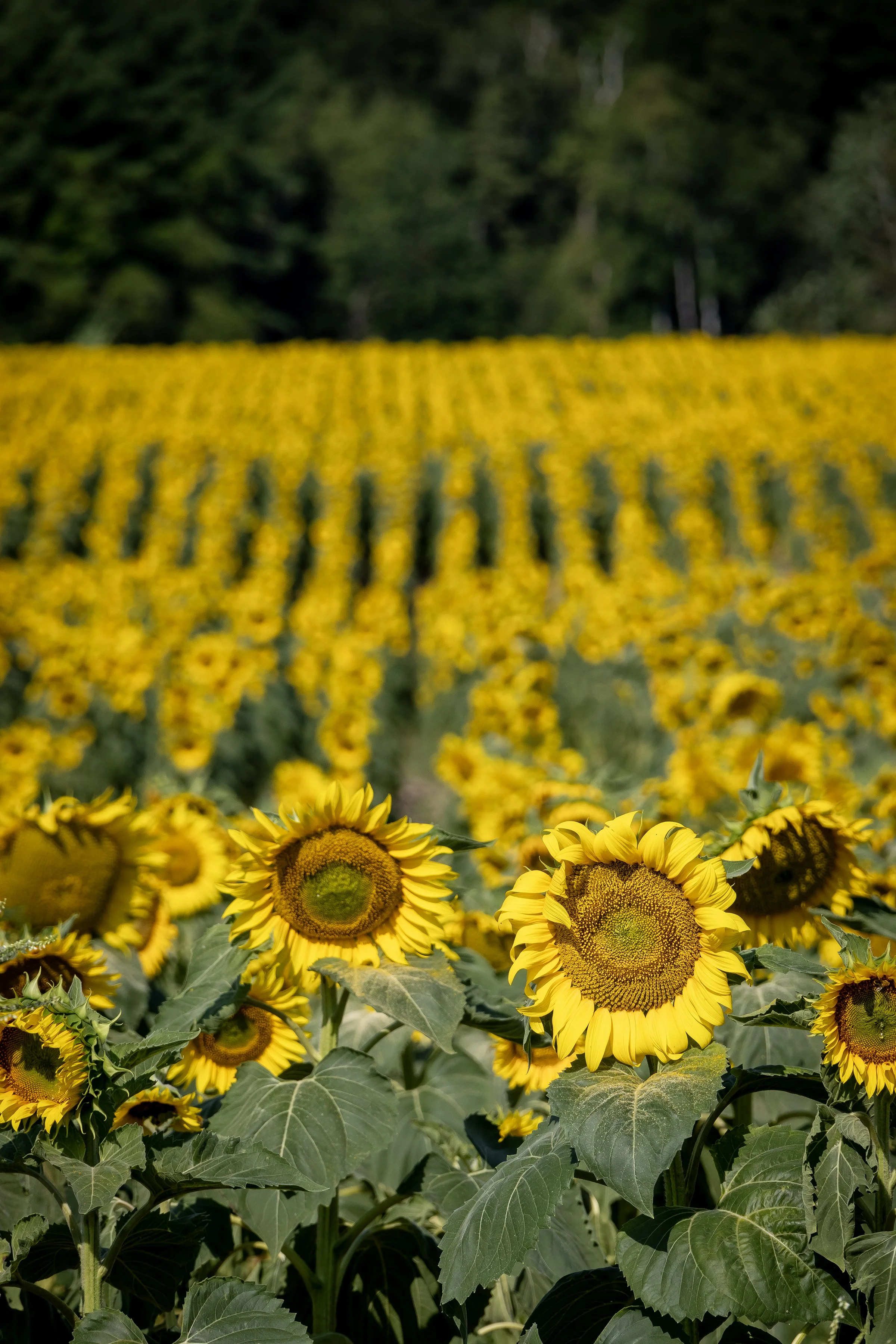 Field of Sunflowers