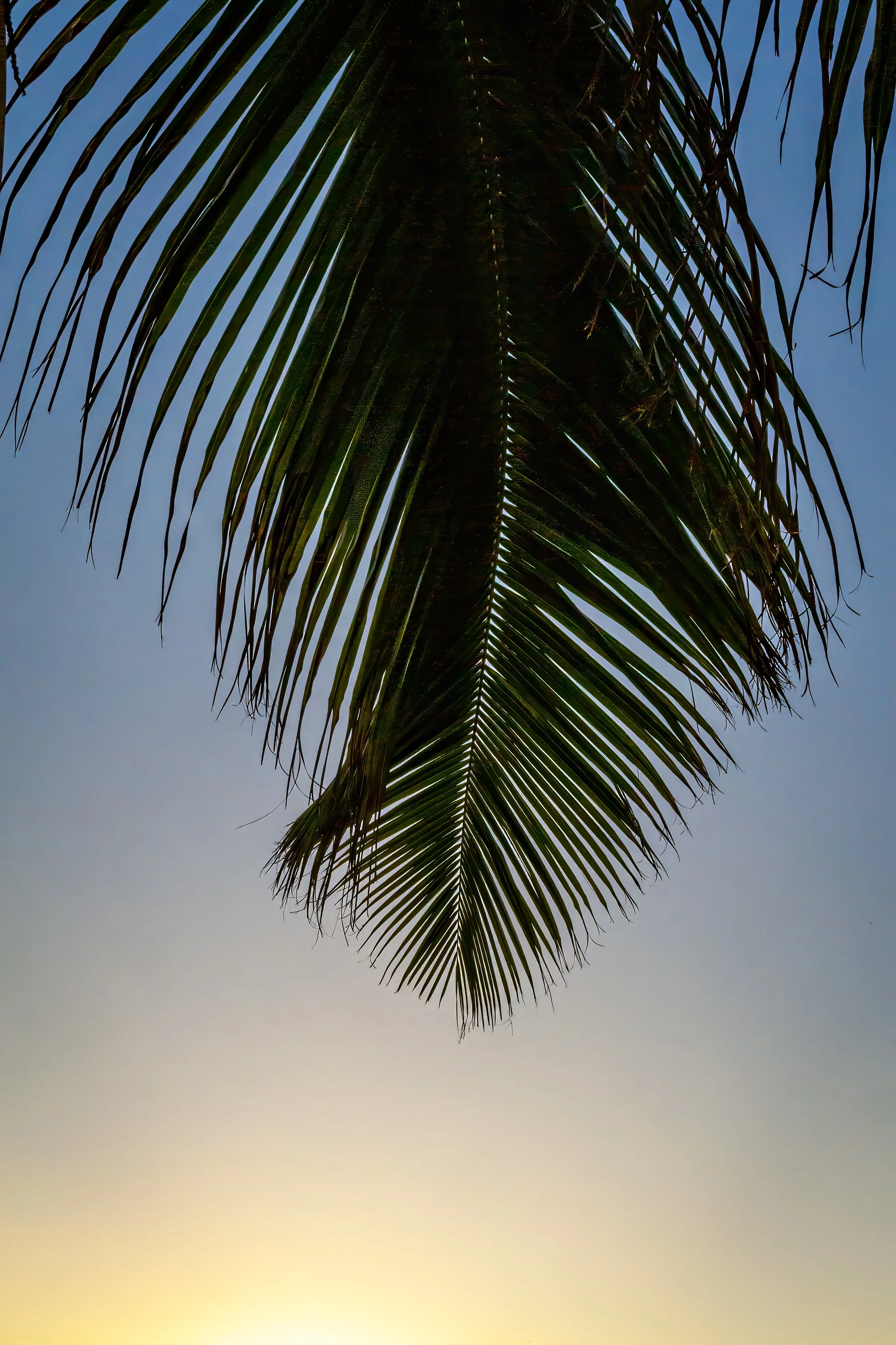 Palm Leaf in Sunset
