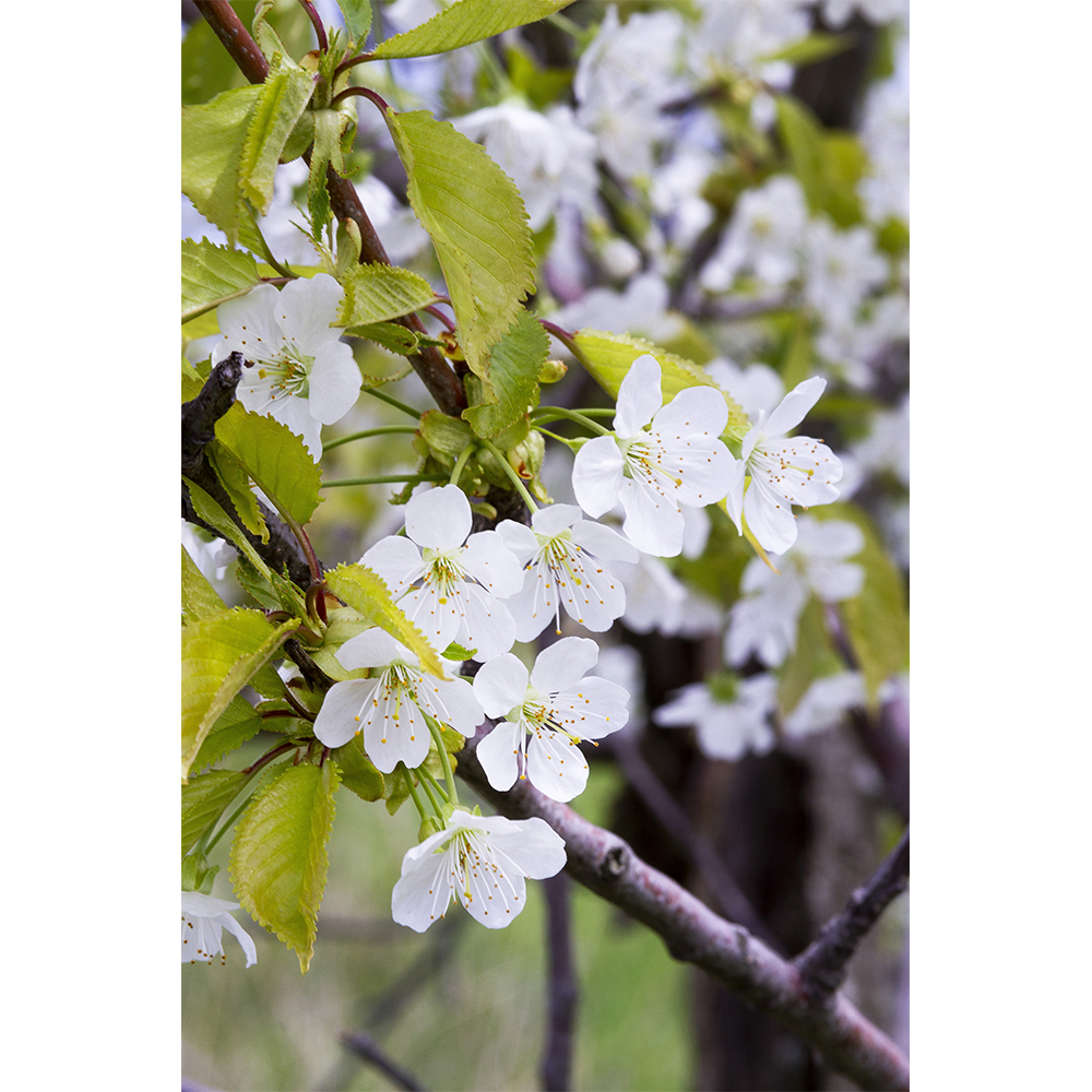 Cherry Blossoms