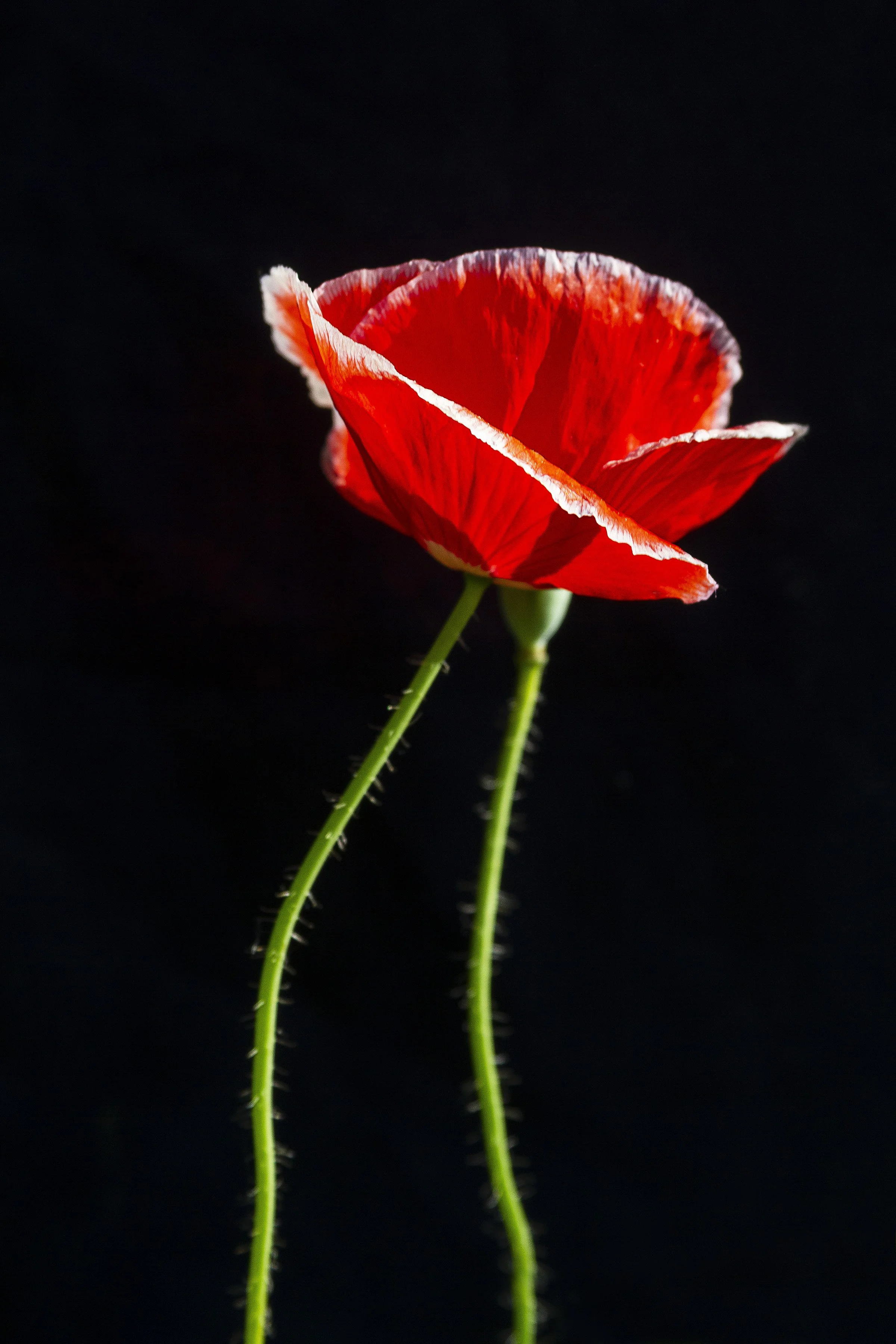 RedAndWhitePoppy_8x12.jpg