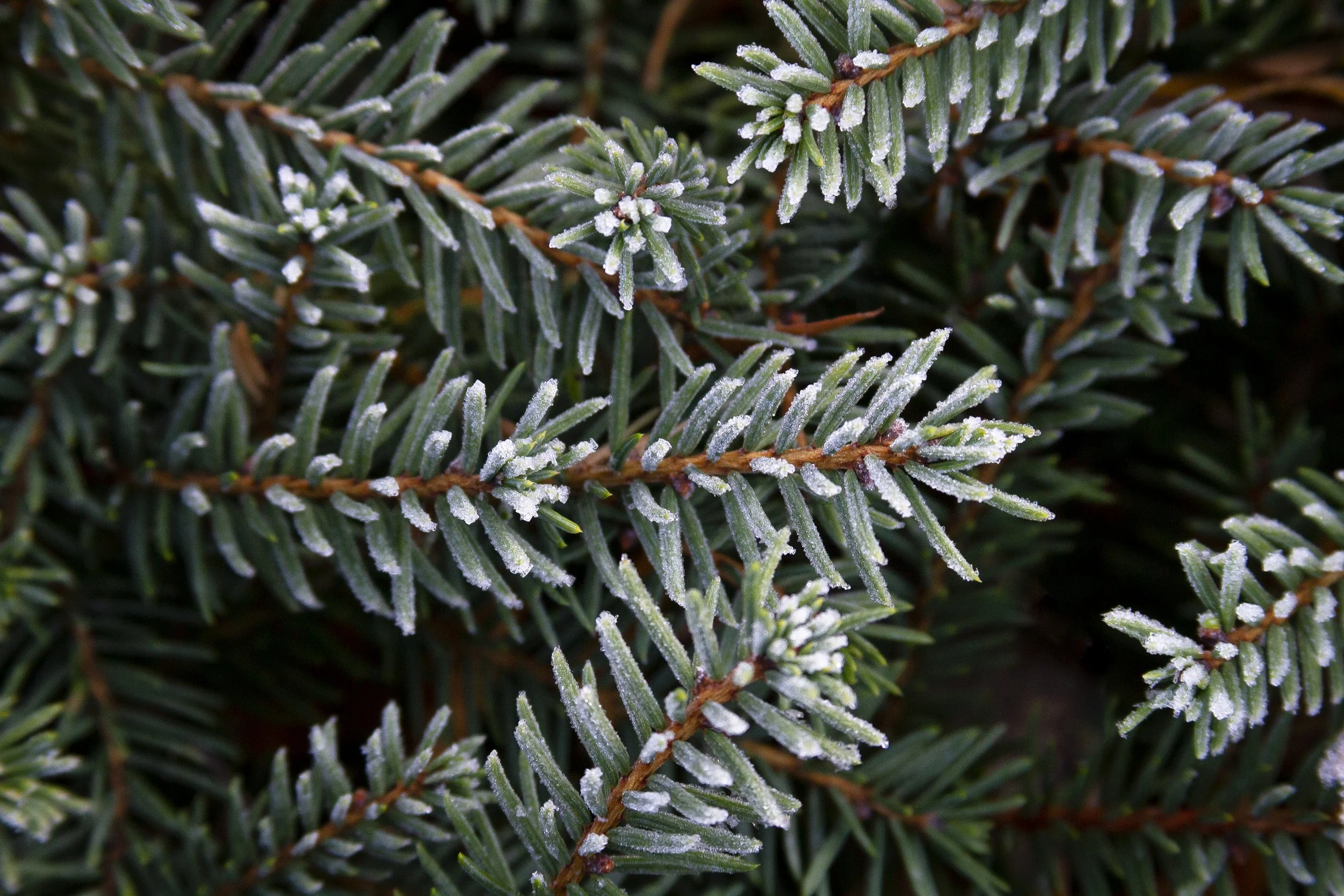 Frosted Pine