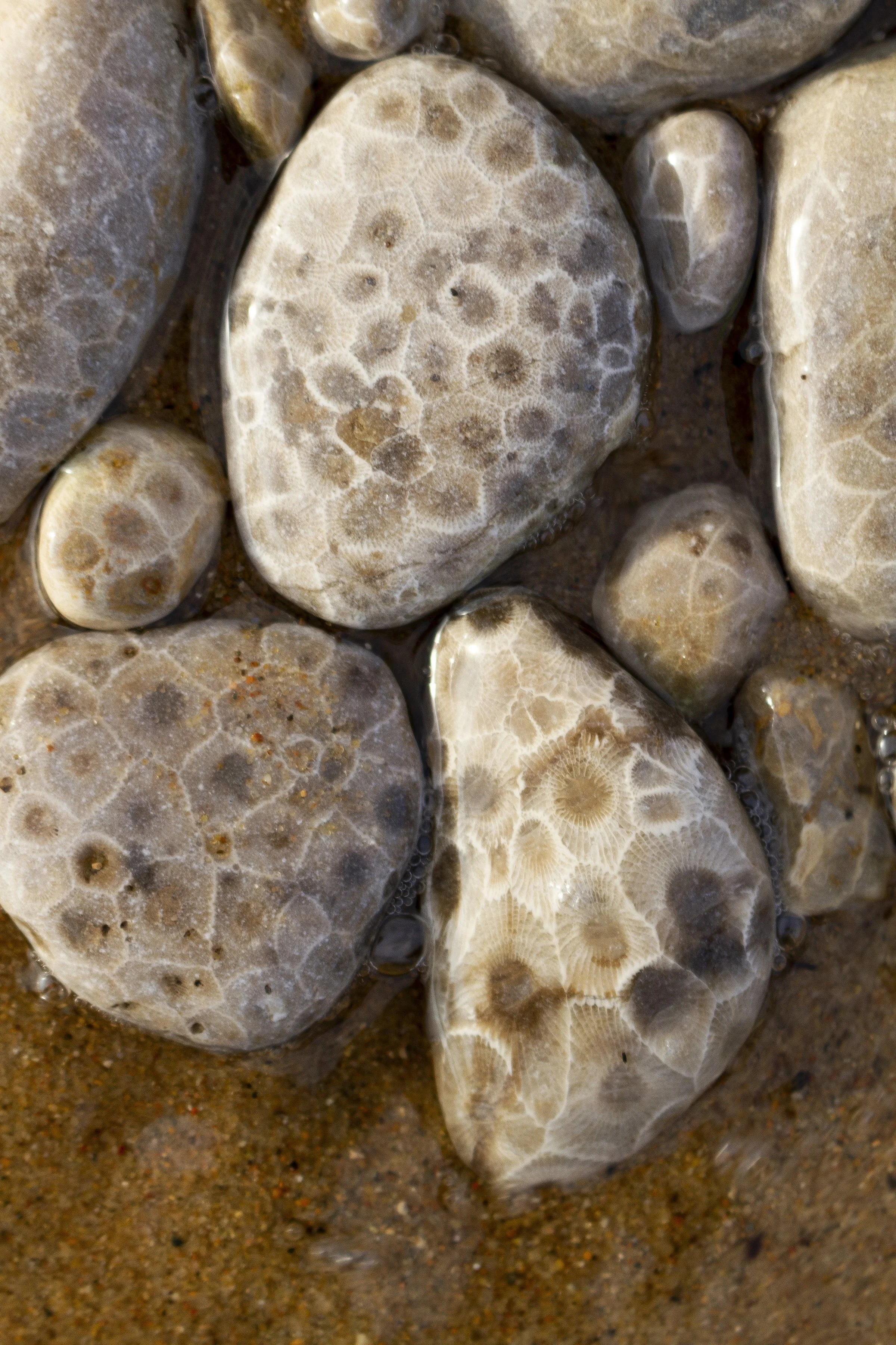 PetoskeyStones_8x12.jpg