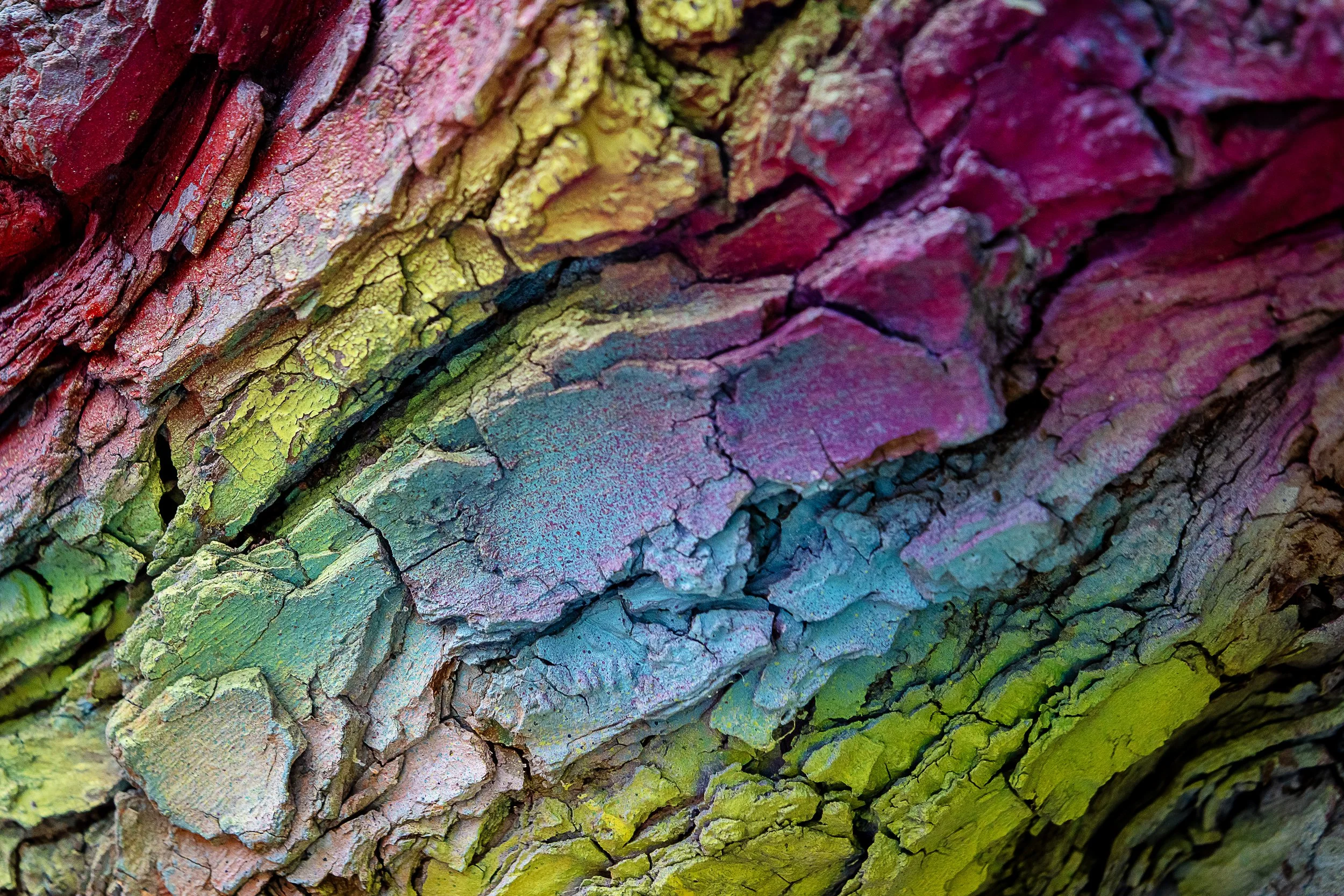 Hippie Tree Rainbow Bark