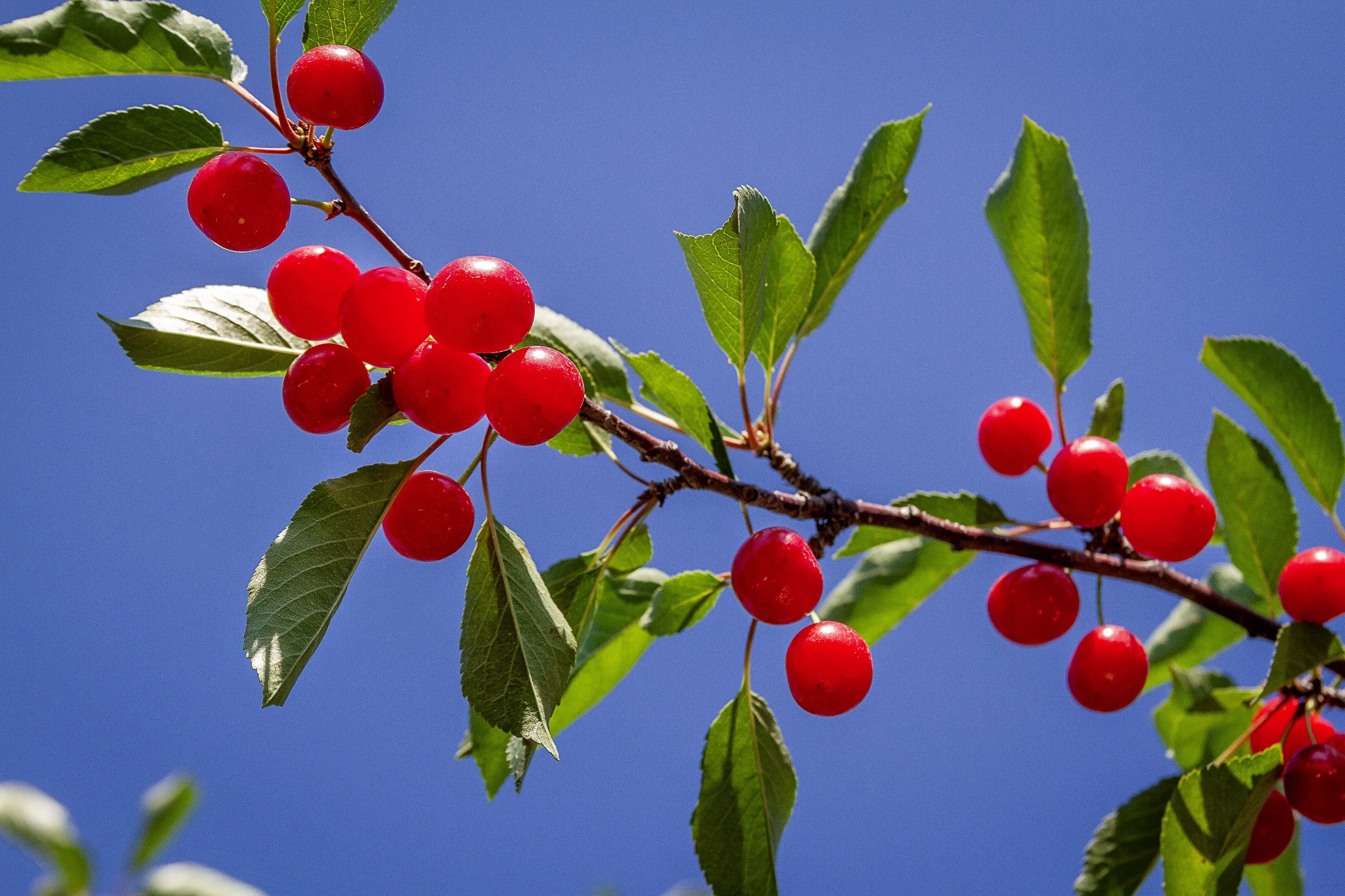 TartCherriesAndBlueSky_8x12.jpg