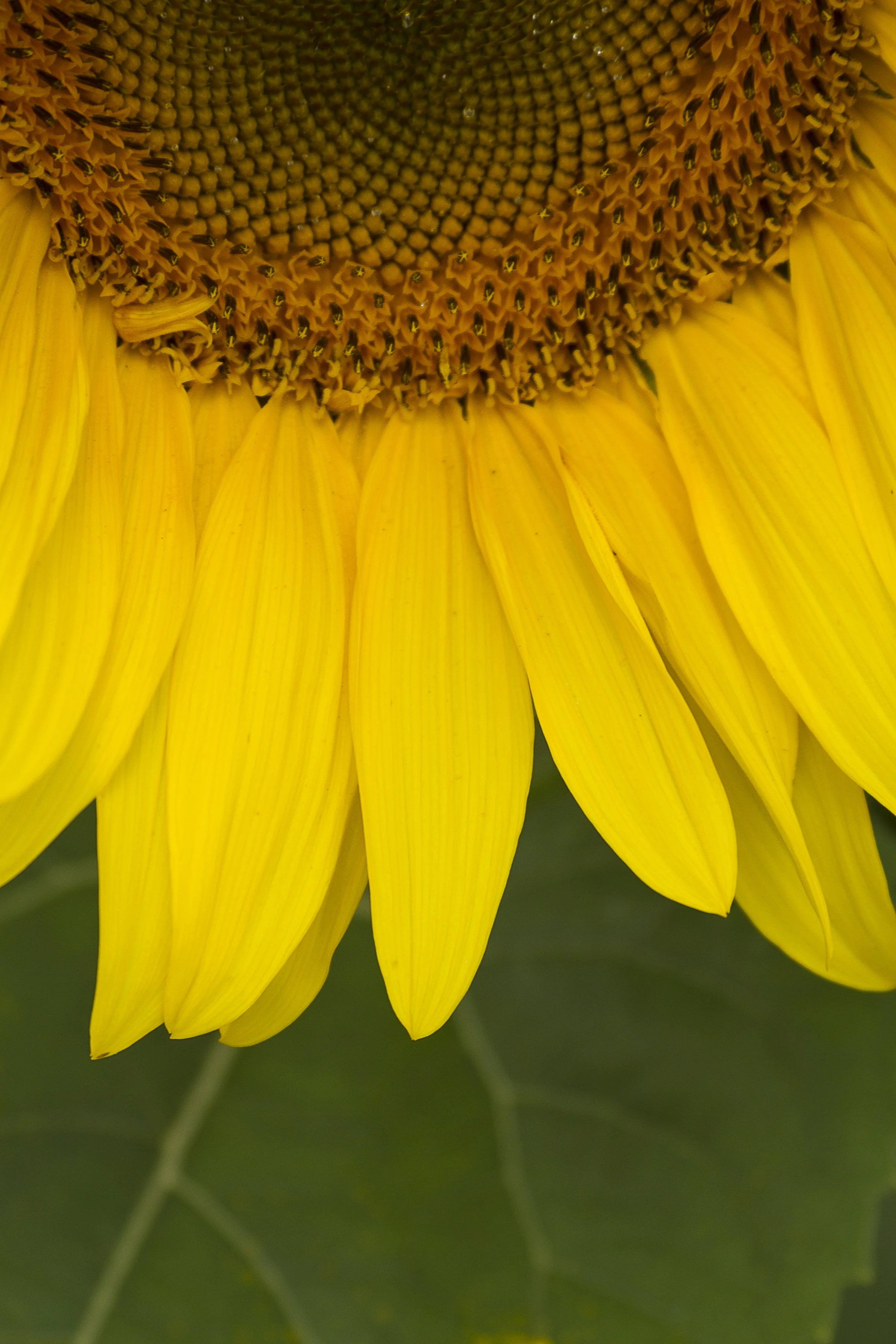 Sunflower_8x12.jpg