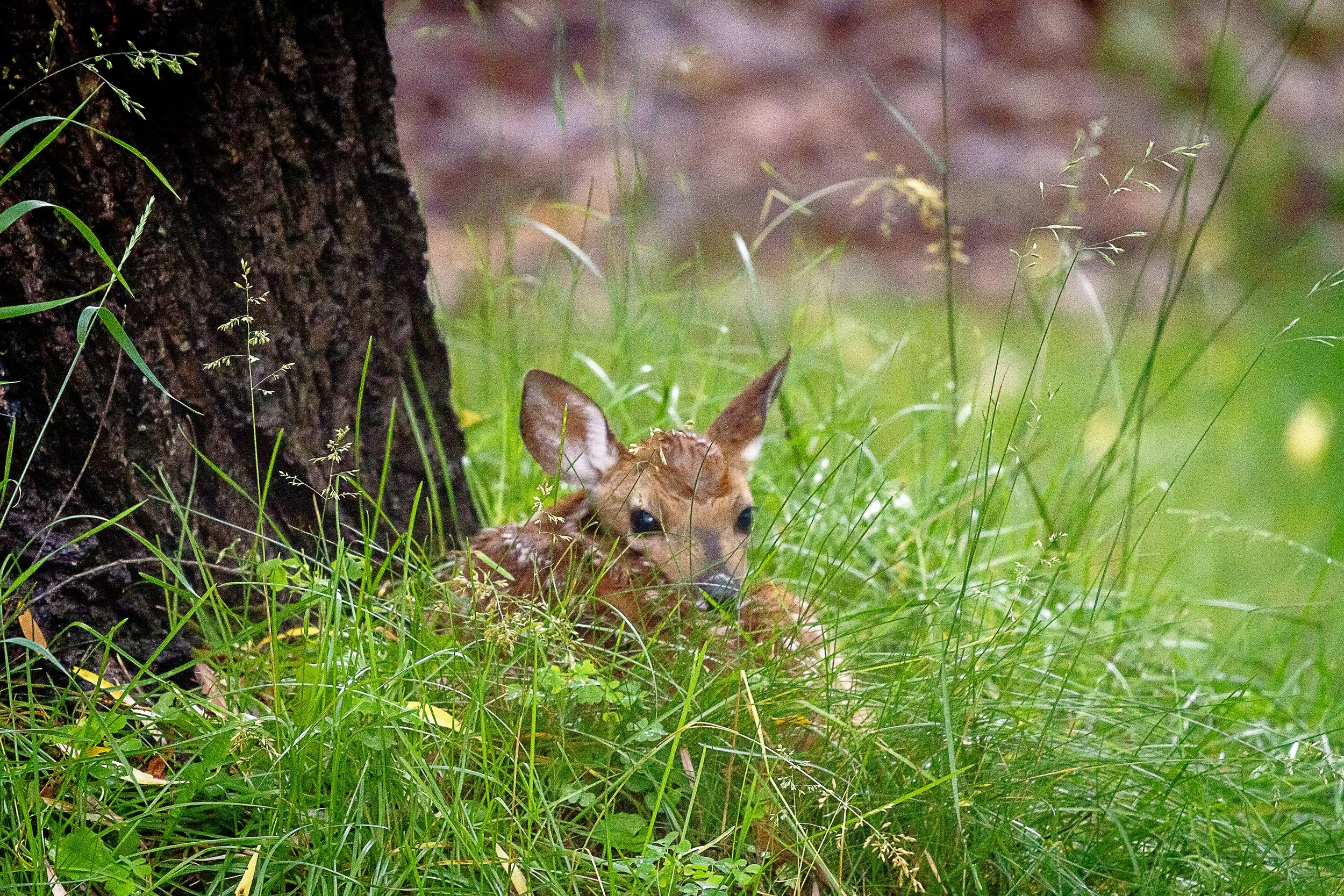 Fawn in Grass