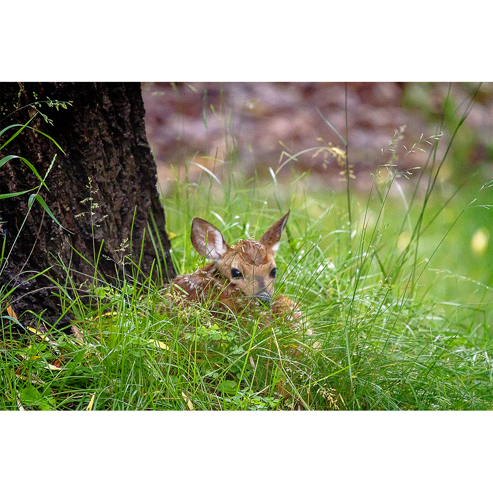 Fawn in Grass