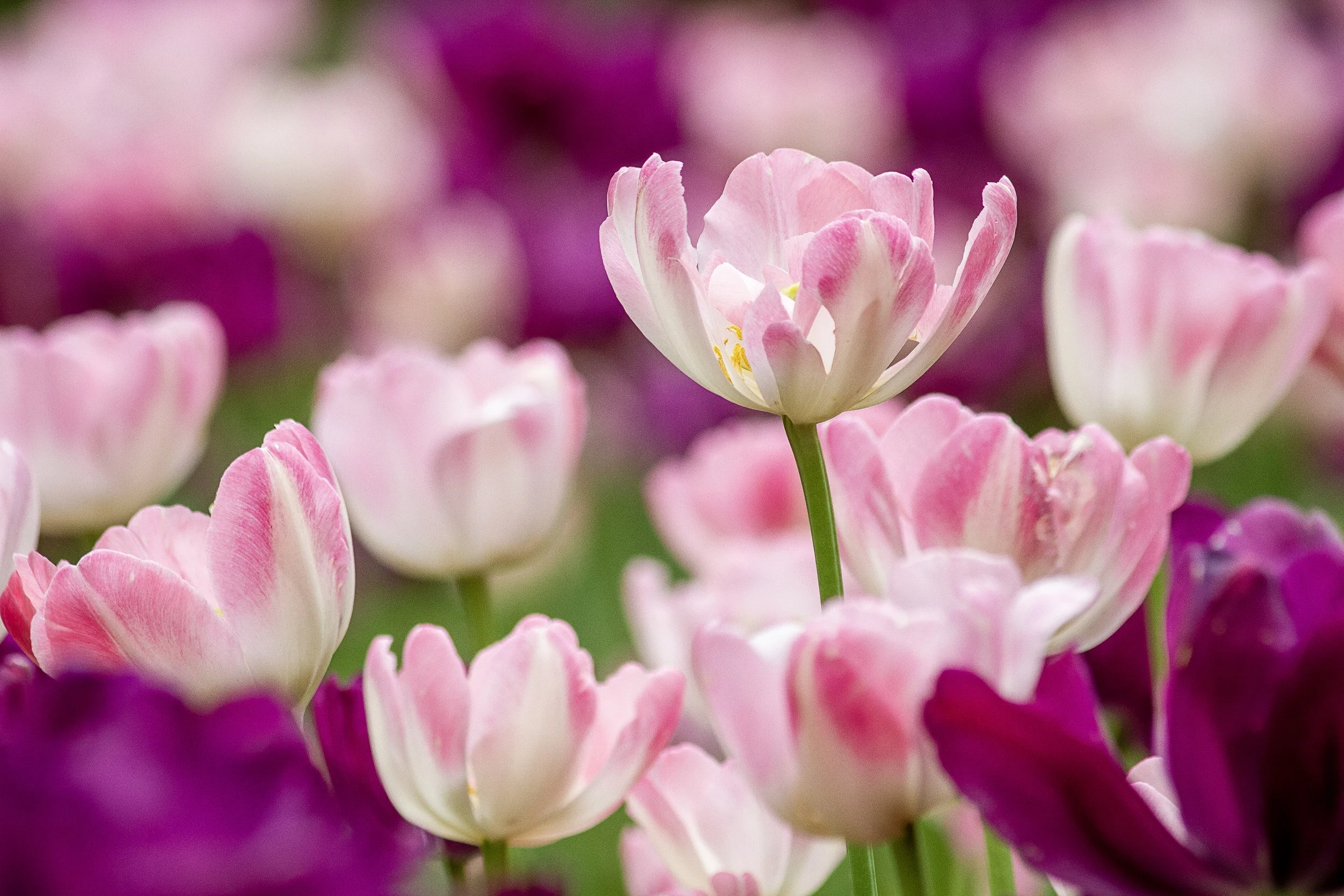 PastelTulips_8x12.jpg