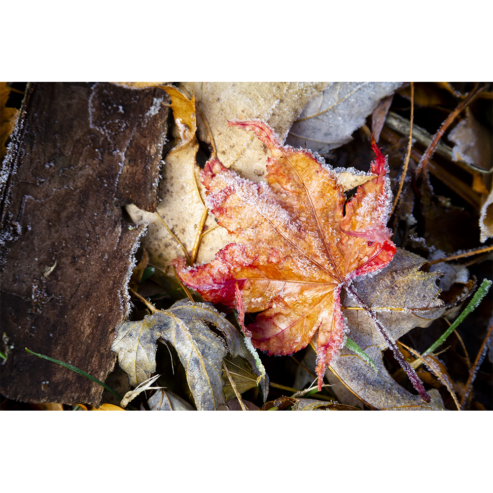 Frosted Leaf