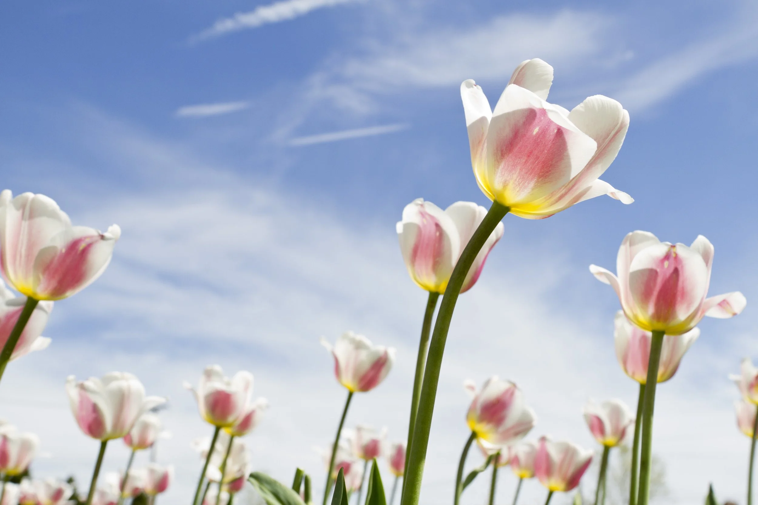 TulipsInTheSky_8x12.jpg