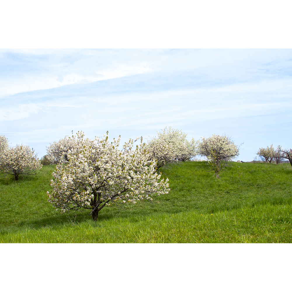 Cherry Trees Blossoms