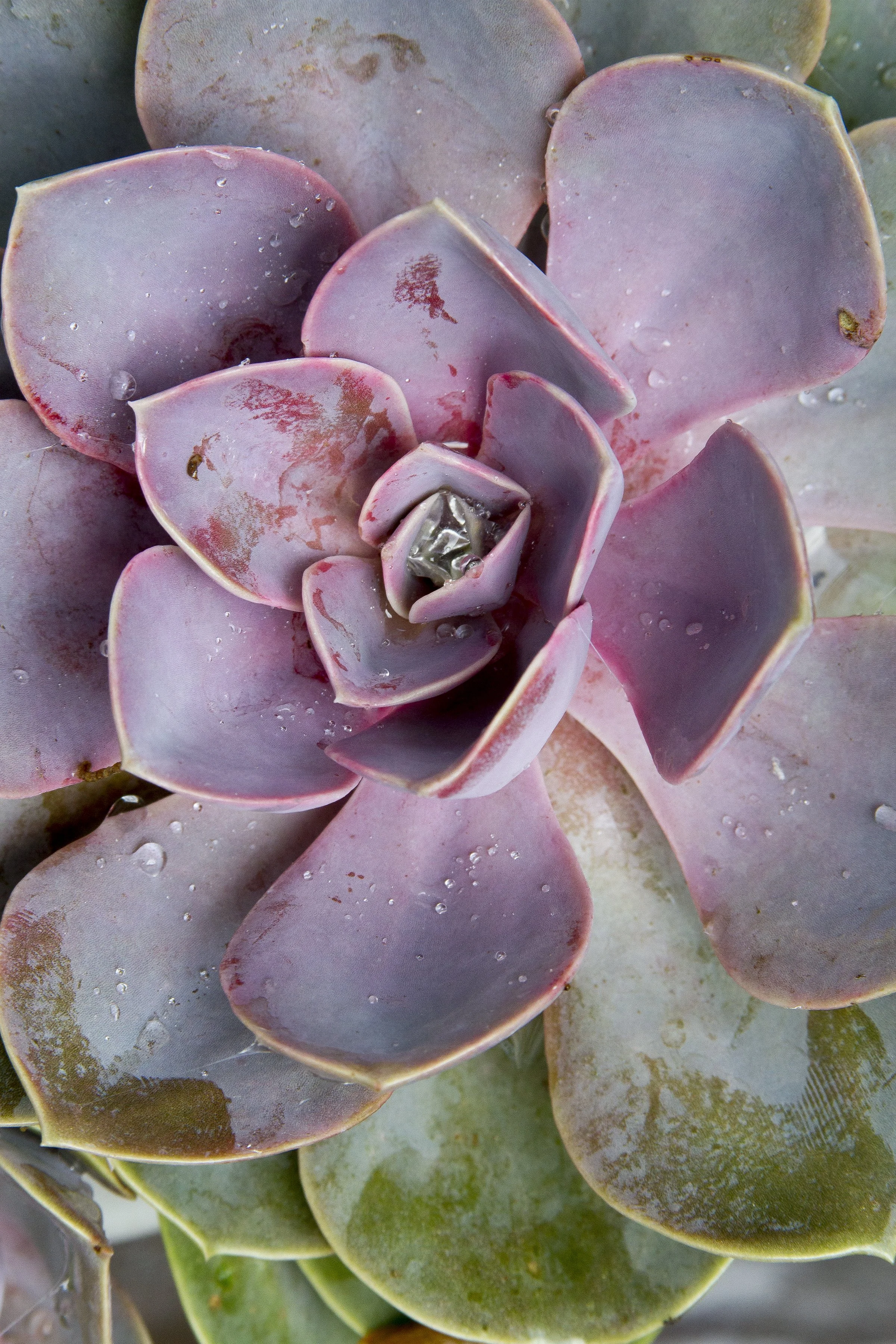 Succulent