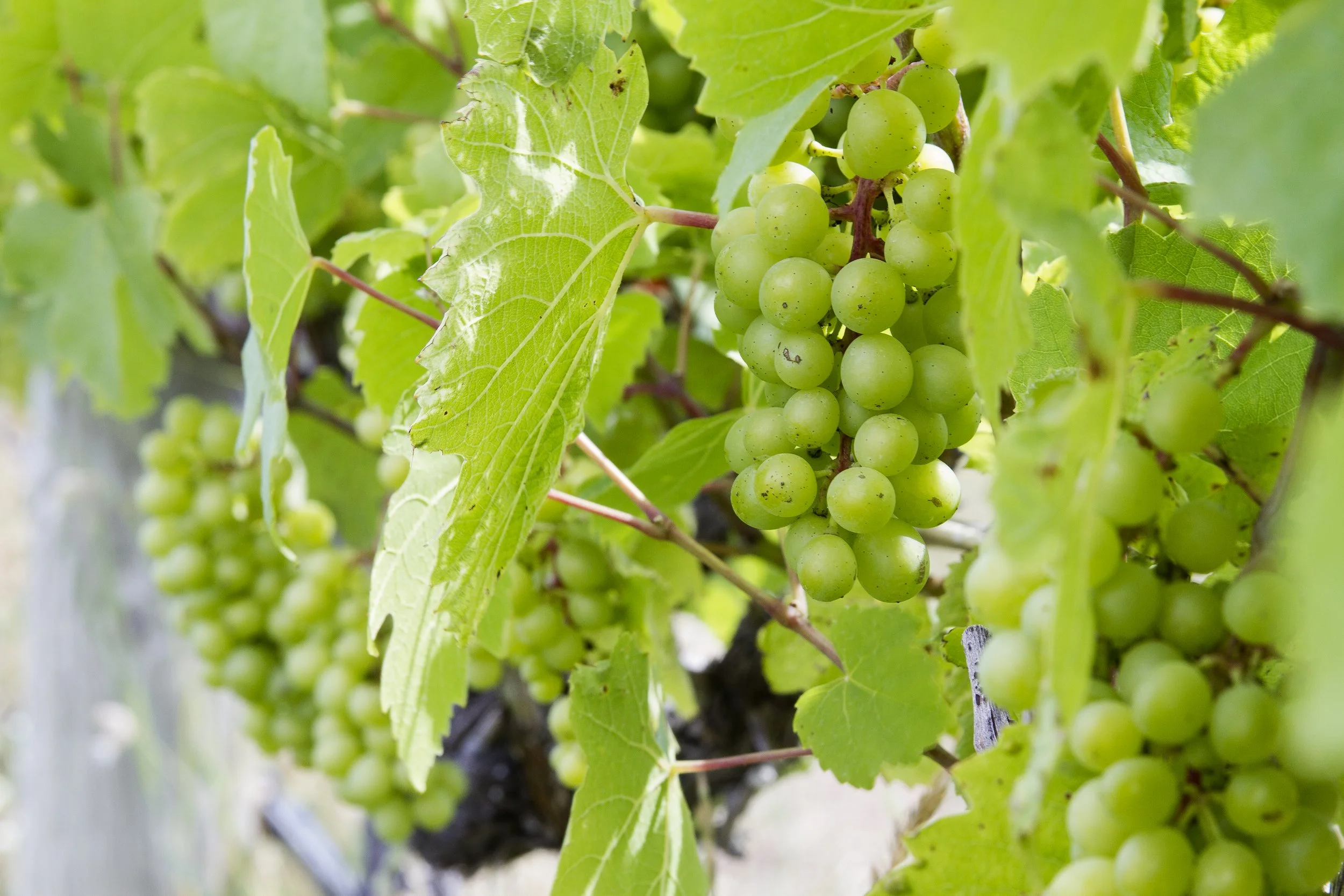 VineyardGrapes_8x12.jpg