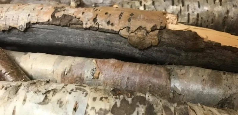paekdu sticks1.jpg