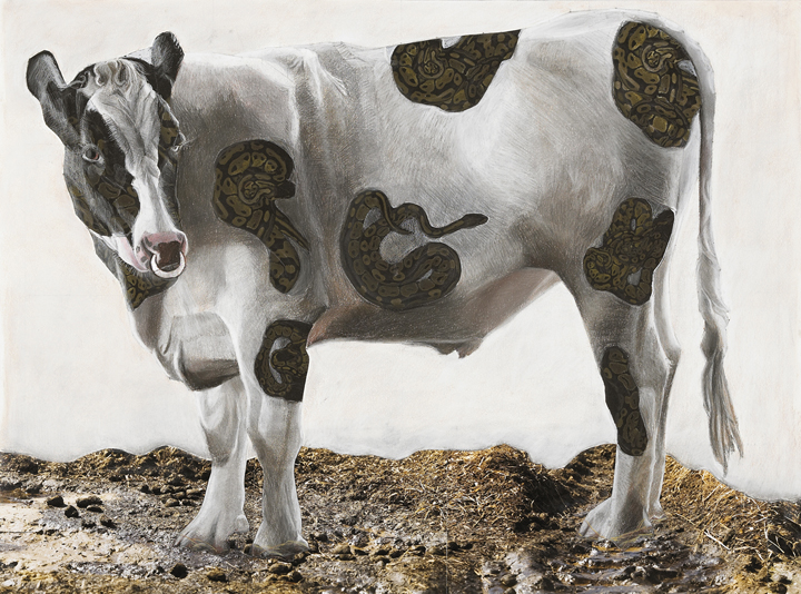 Cow with Snake Tattoos