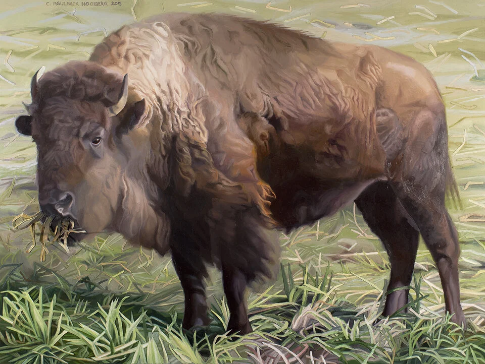 Slovenly Bison