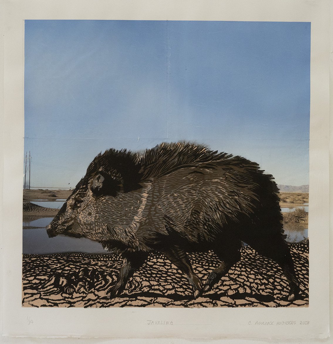 javalina I to mail.jpg