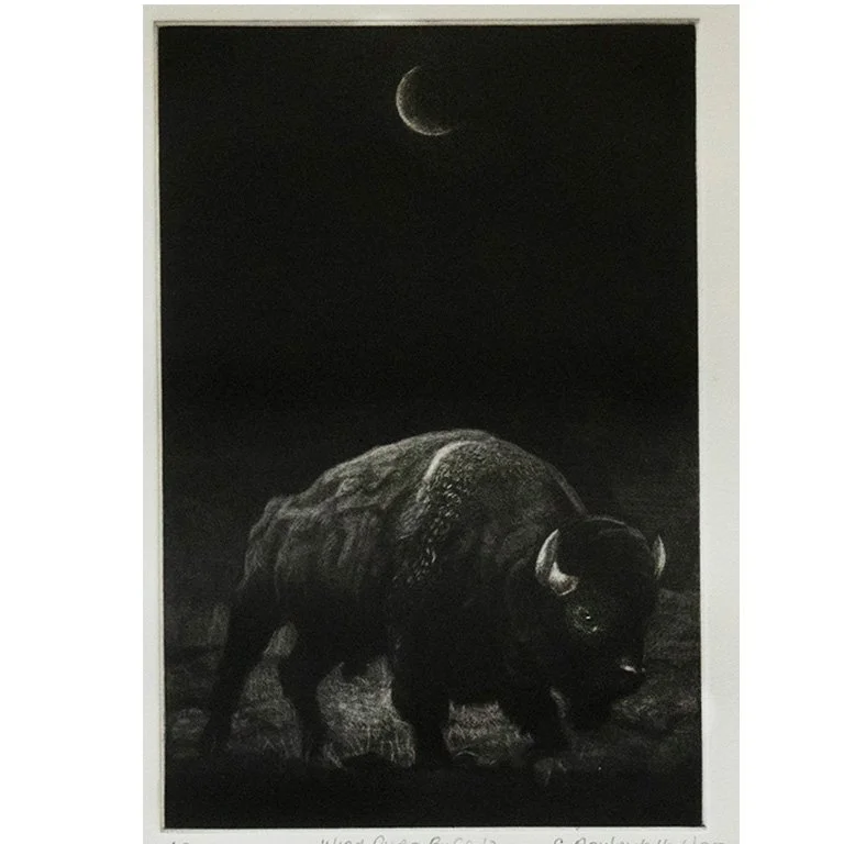 Wind River Buffalo