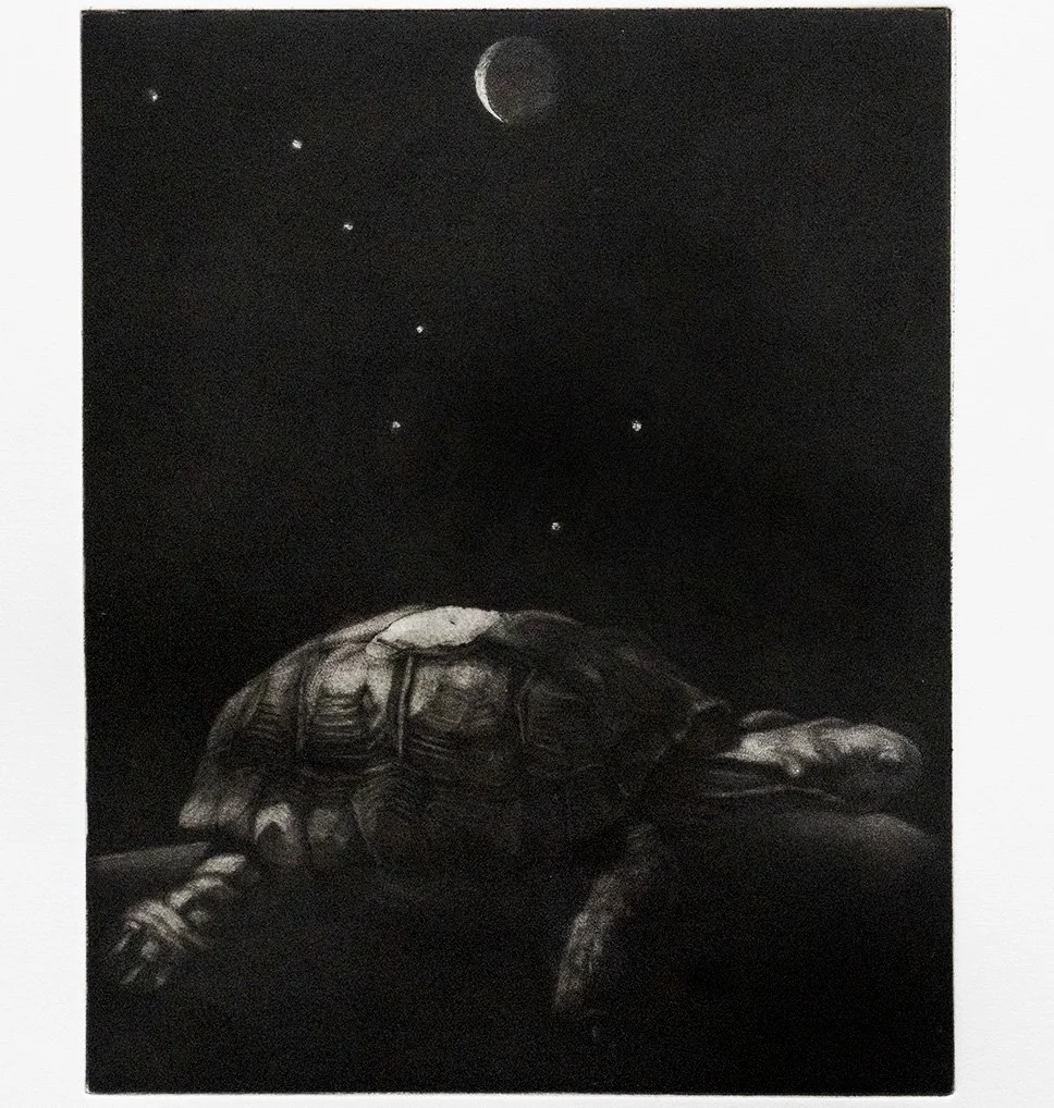A Tortoise and the Big Dipper