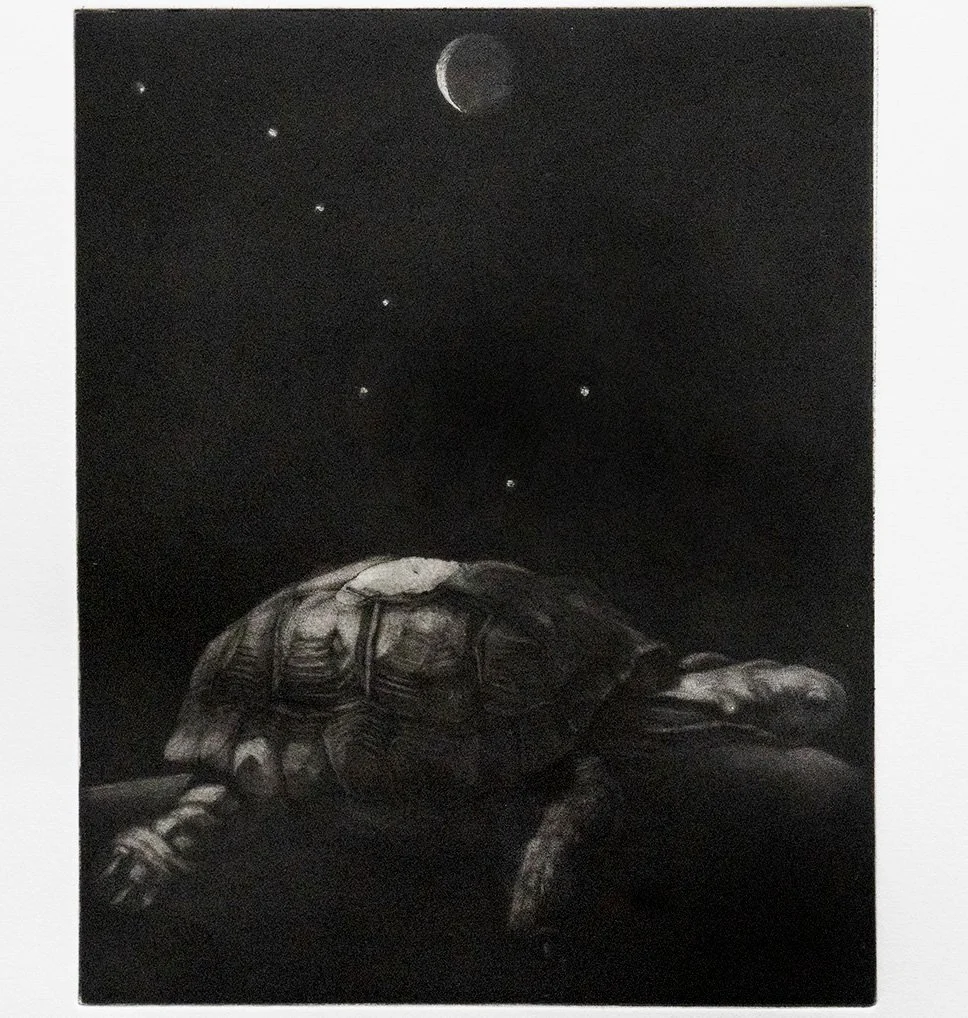 tortoise 2 screen.jpg