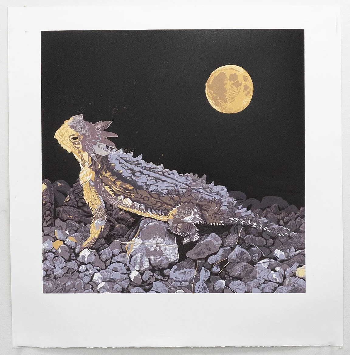 Sonoran Diary I: Horned Toad