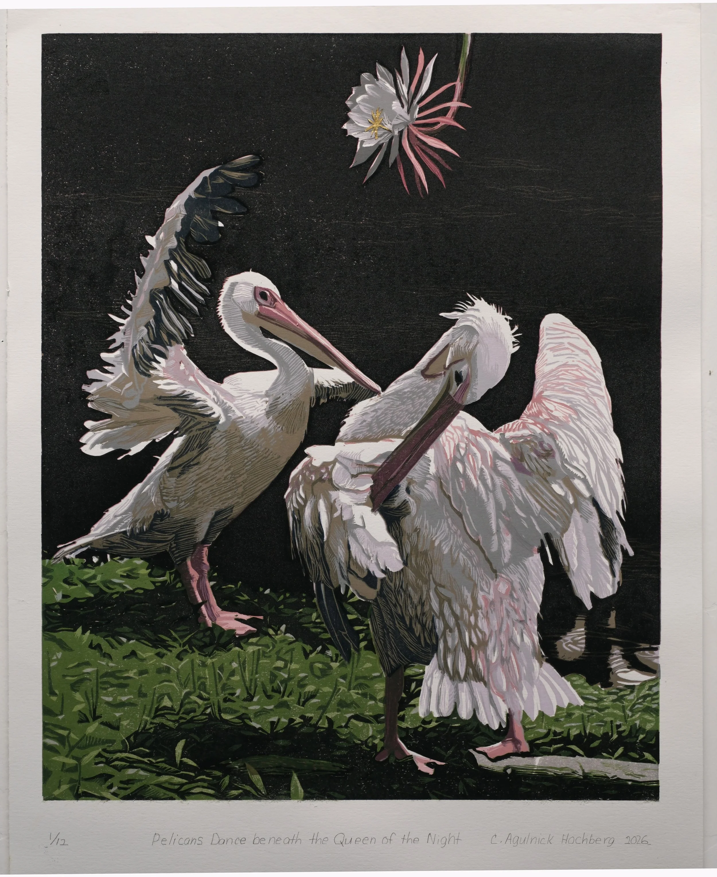 Pelicans Dance beneath the Queen of the Night