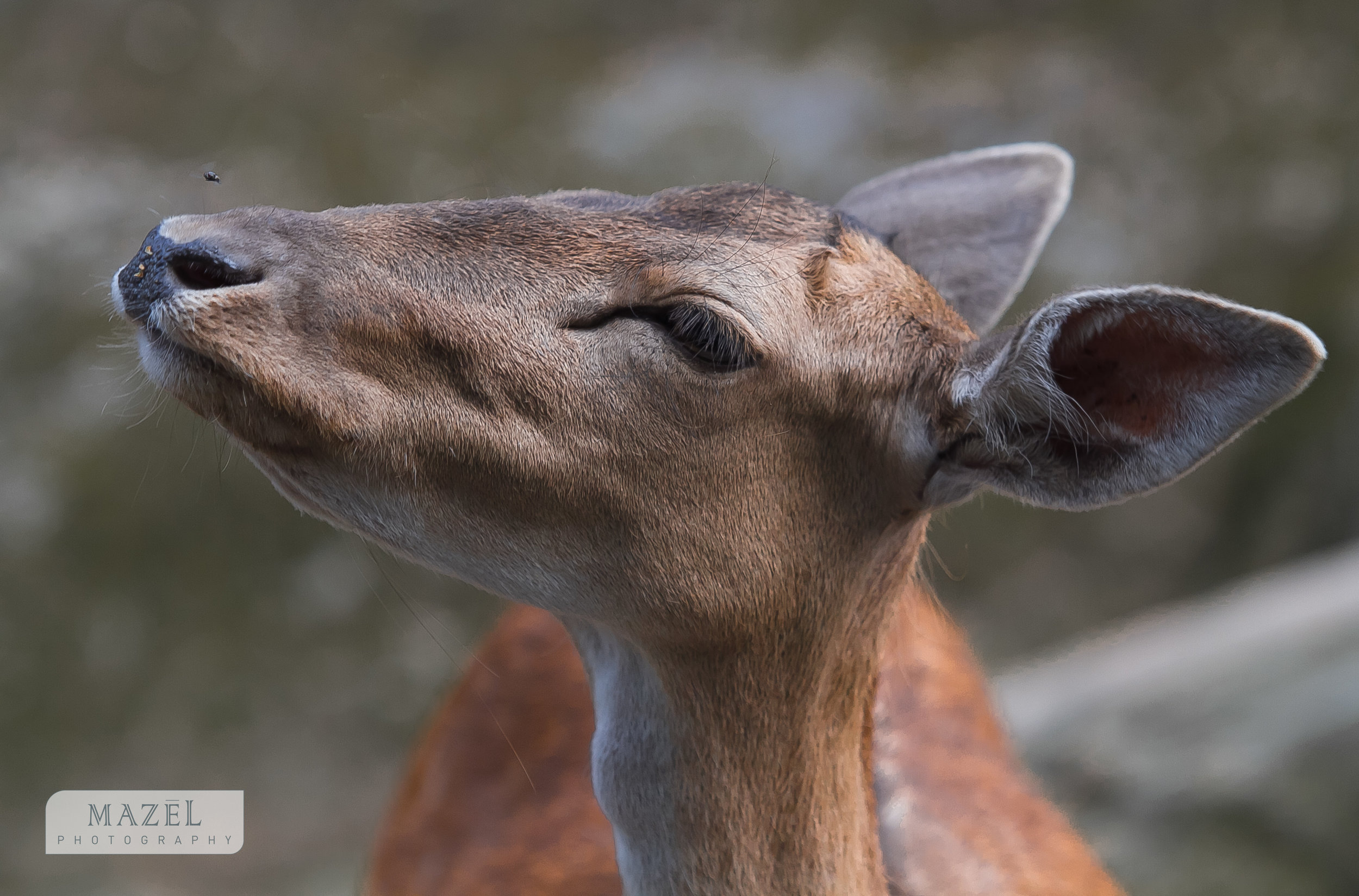 deer