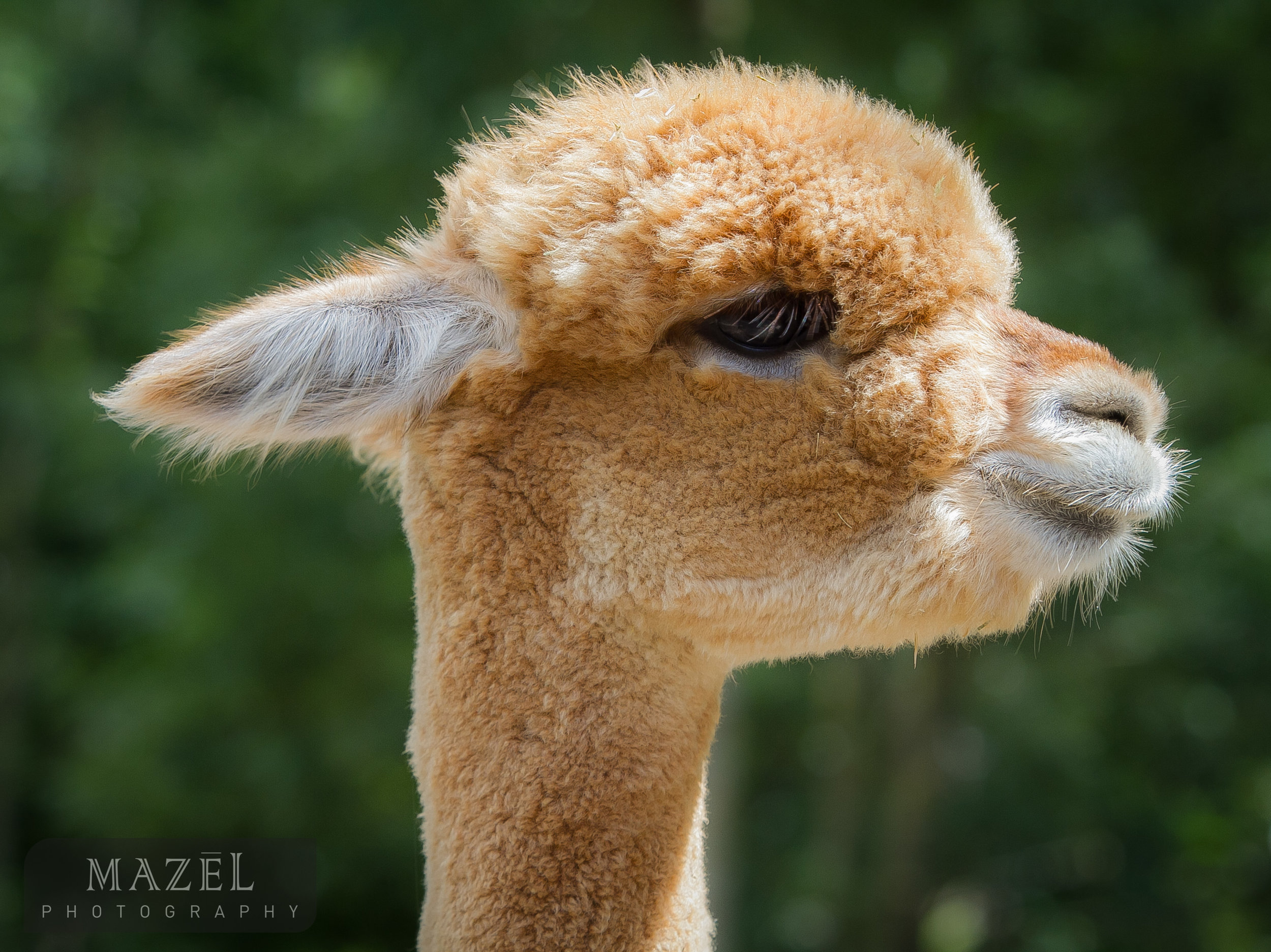 alpaca
