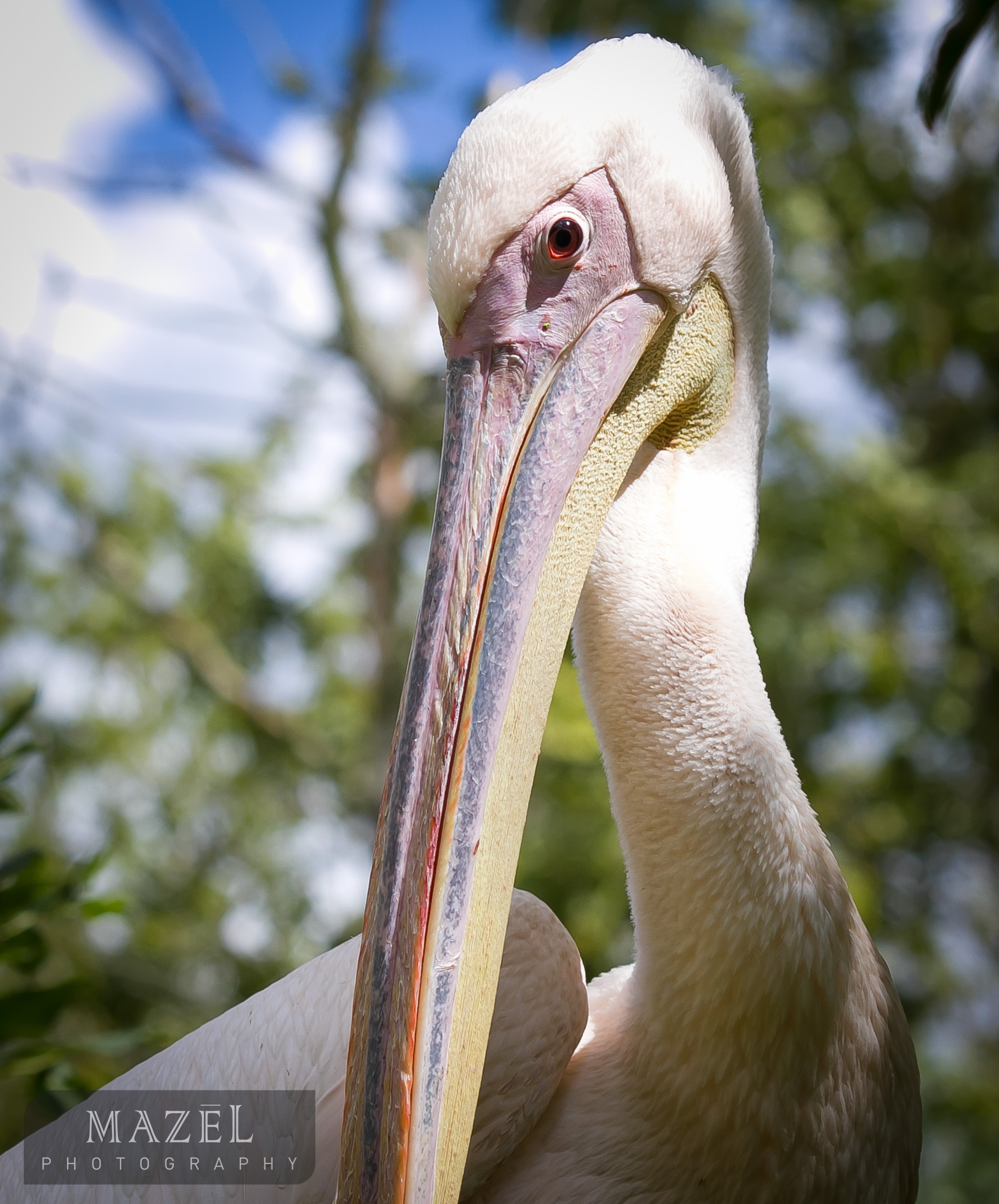 pelican