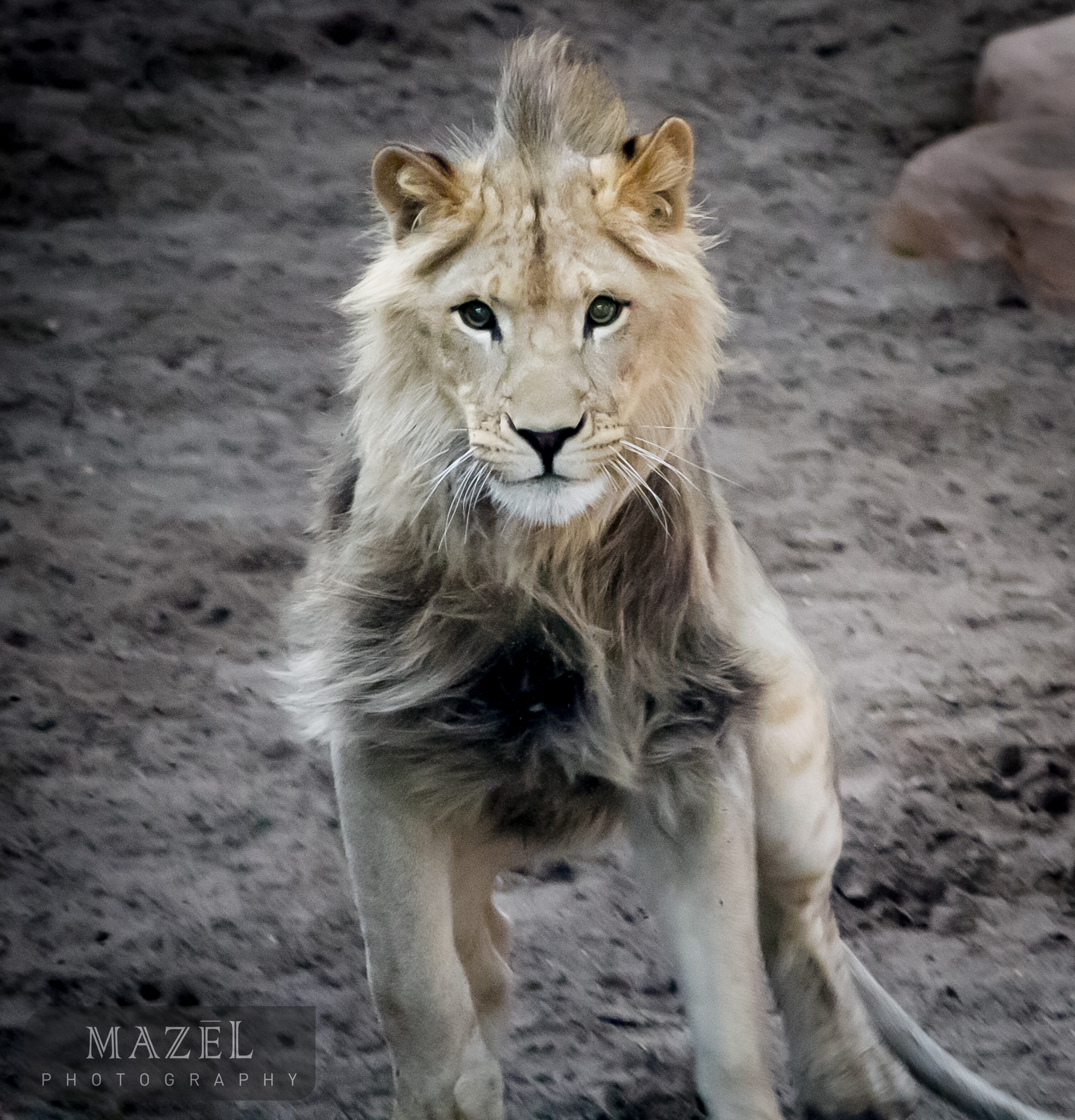 lion