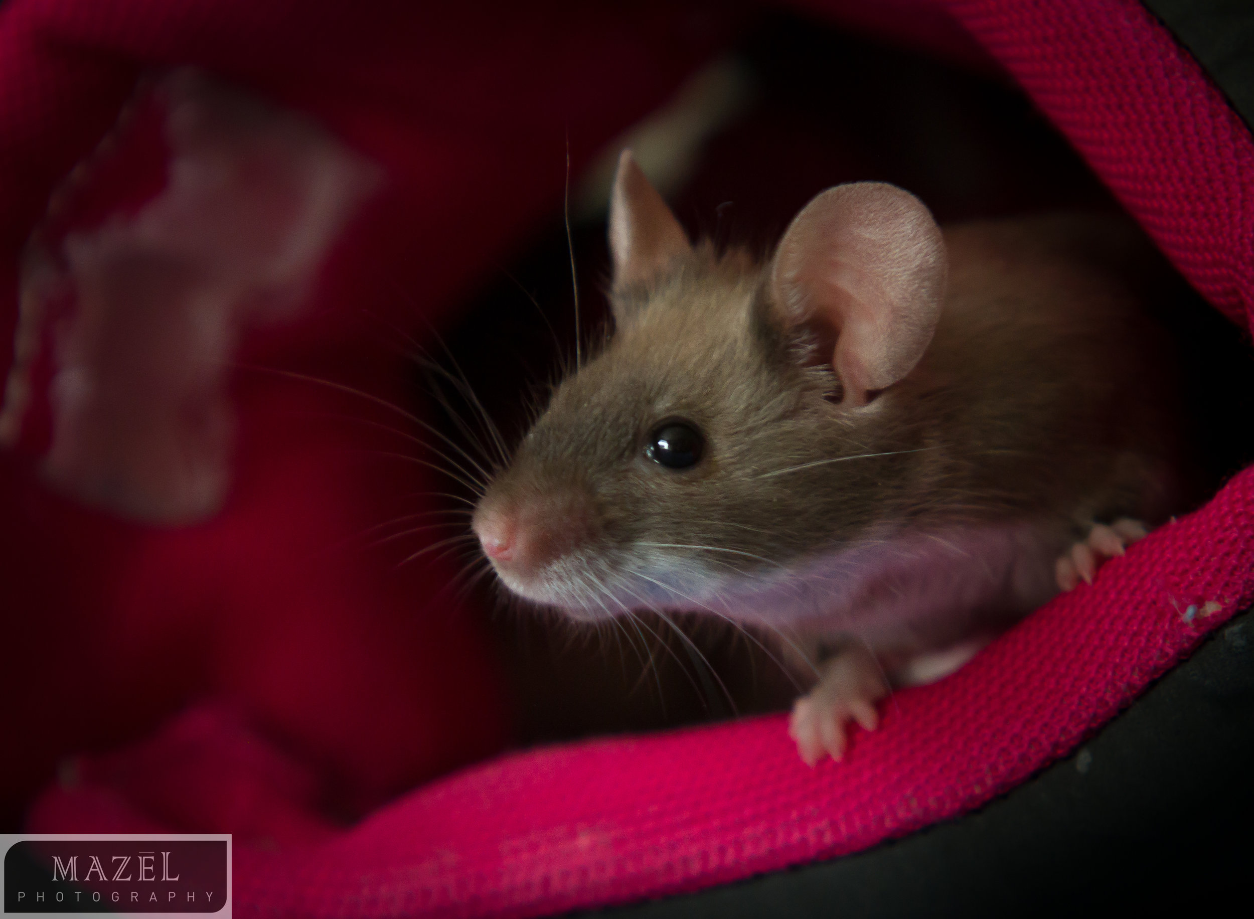 mouse