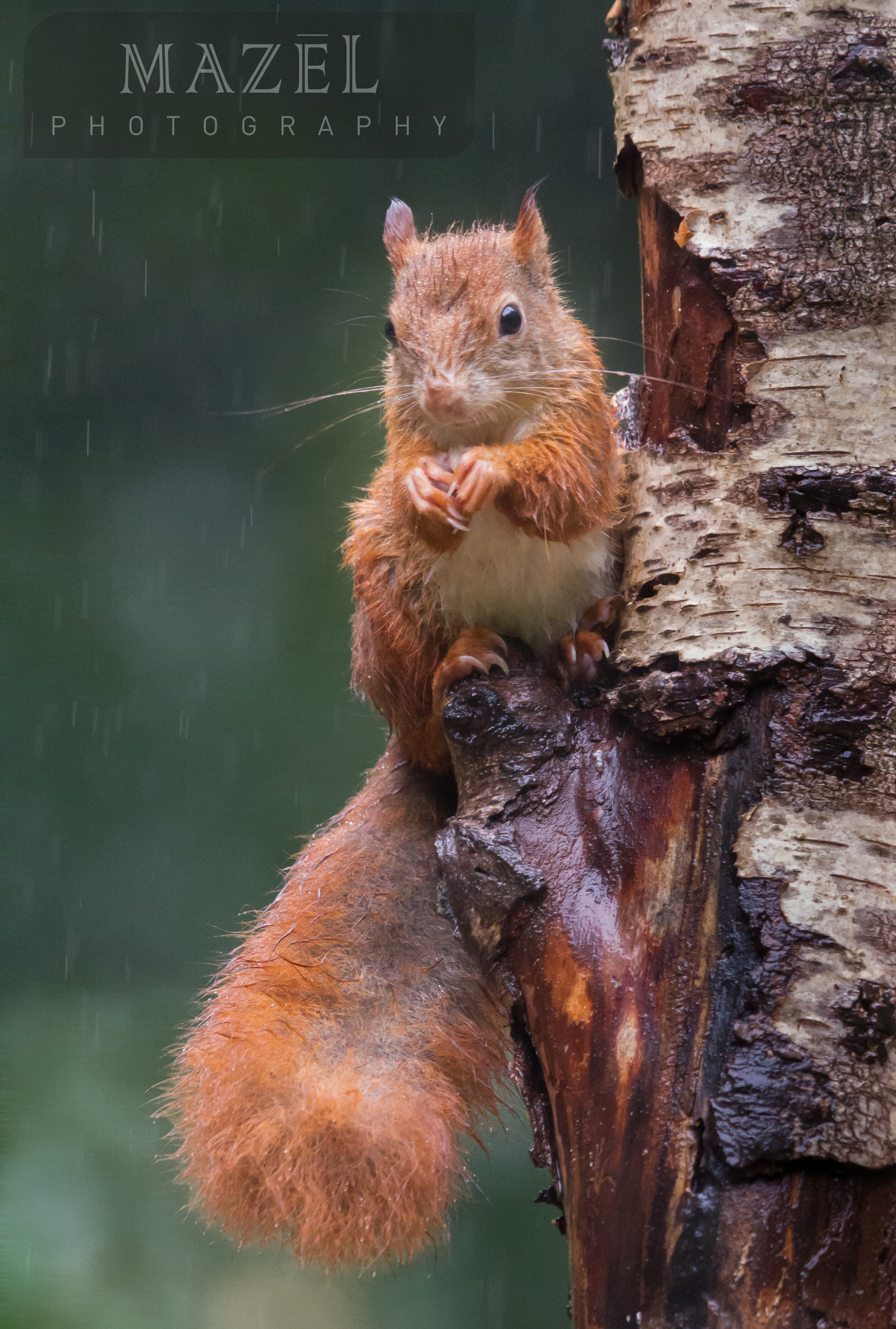 Squirrel