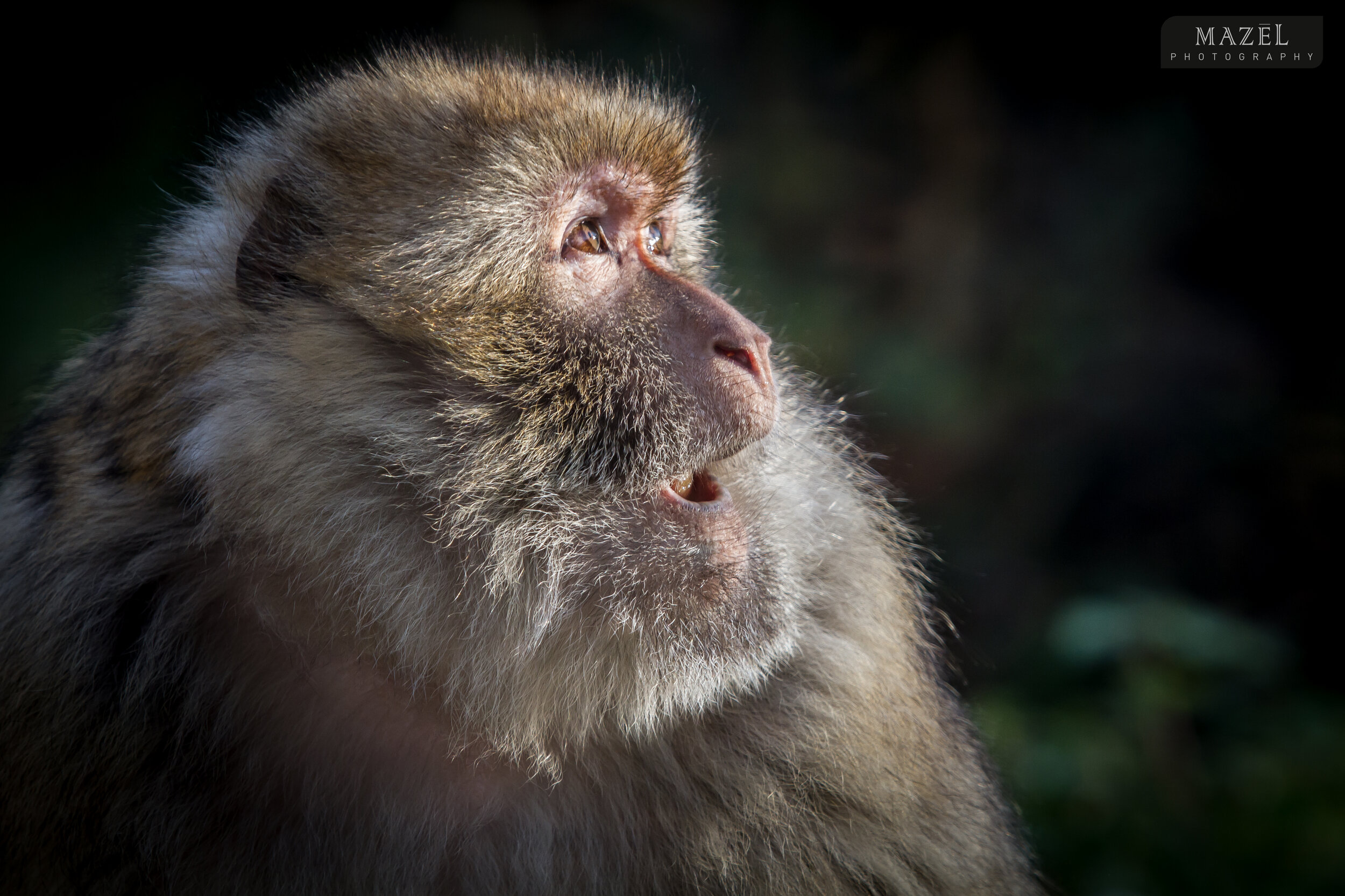 20191124GaiaZOO 1010.jpg