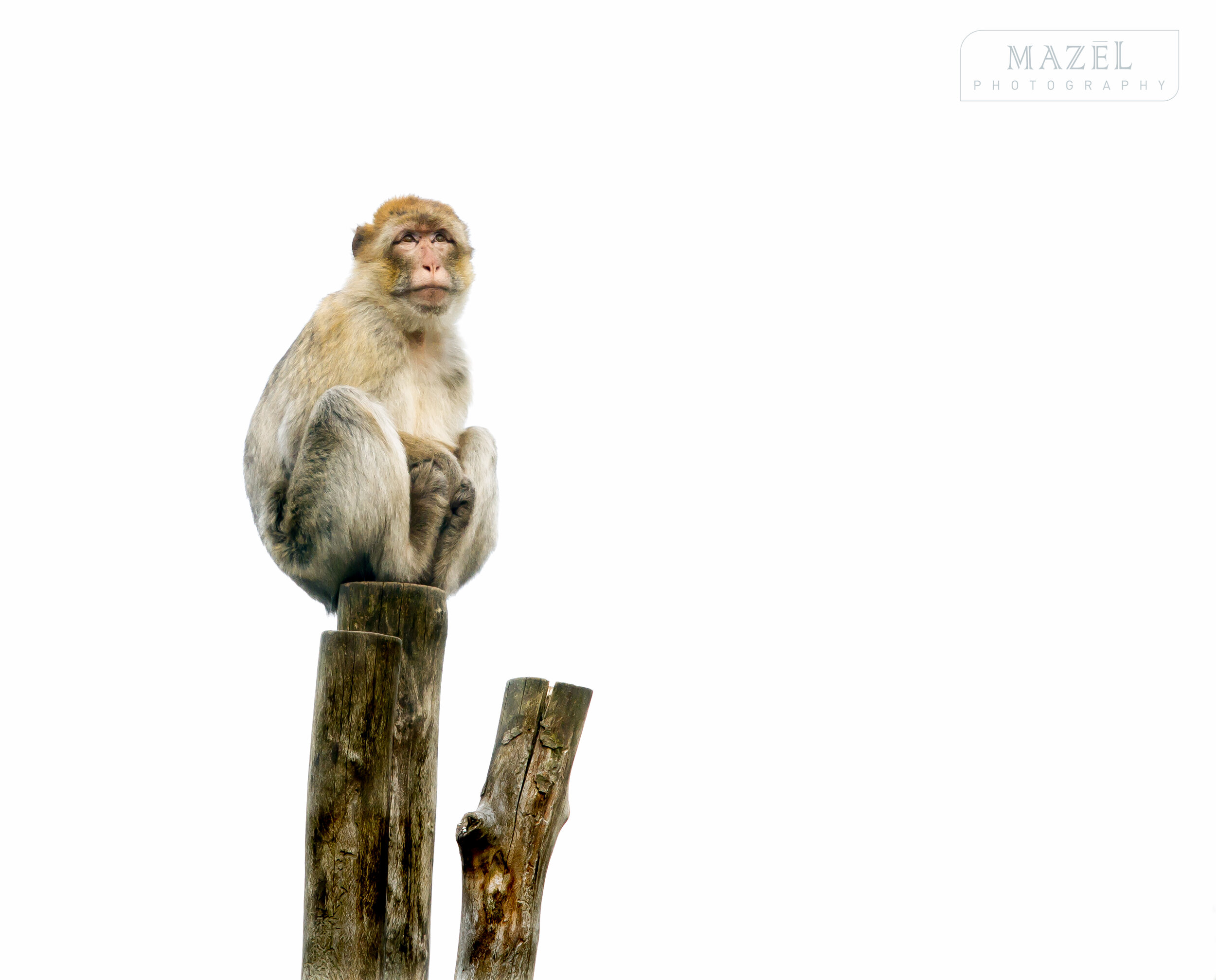 20191124GaiaZOO 1001-2.jpg