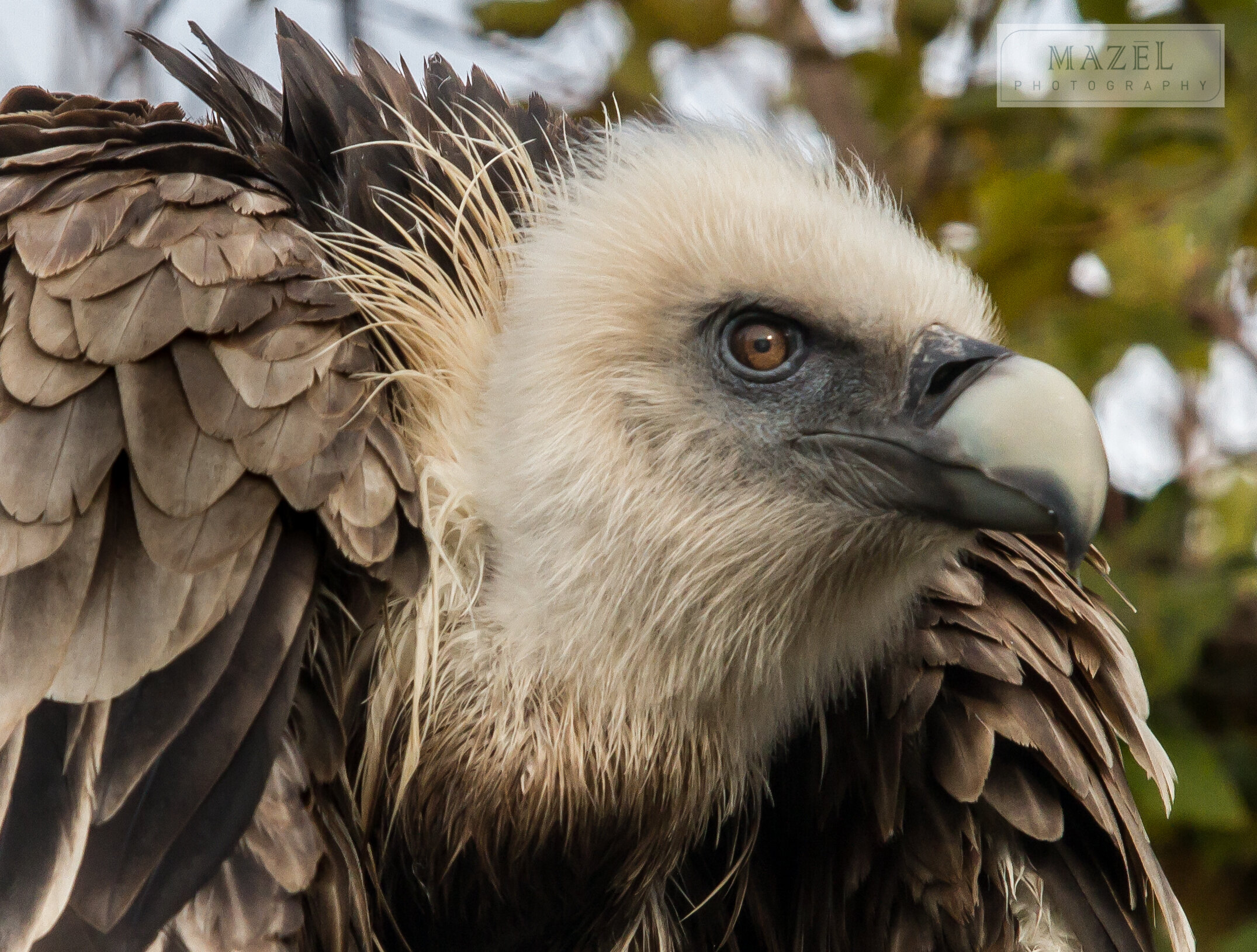 20191124GaiaZOO 1002-2.jpg