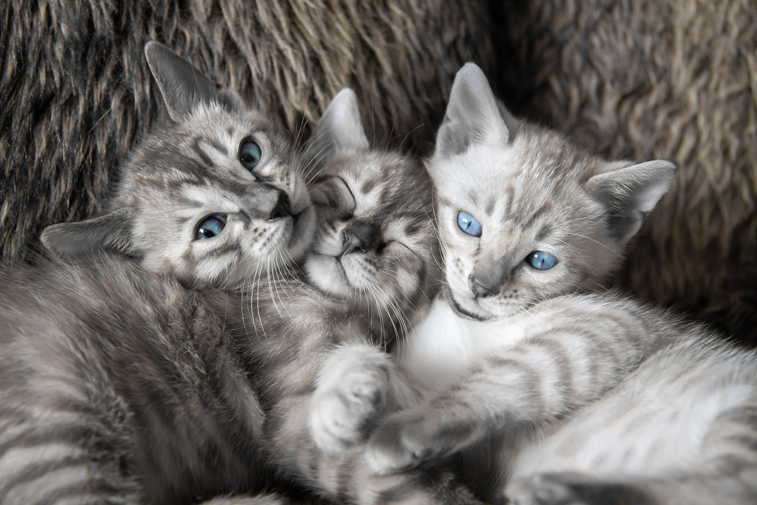 20210314 Rani kittens063.jpg