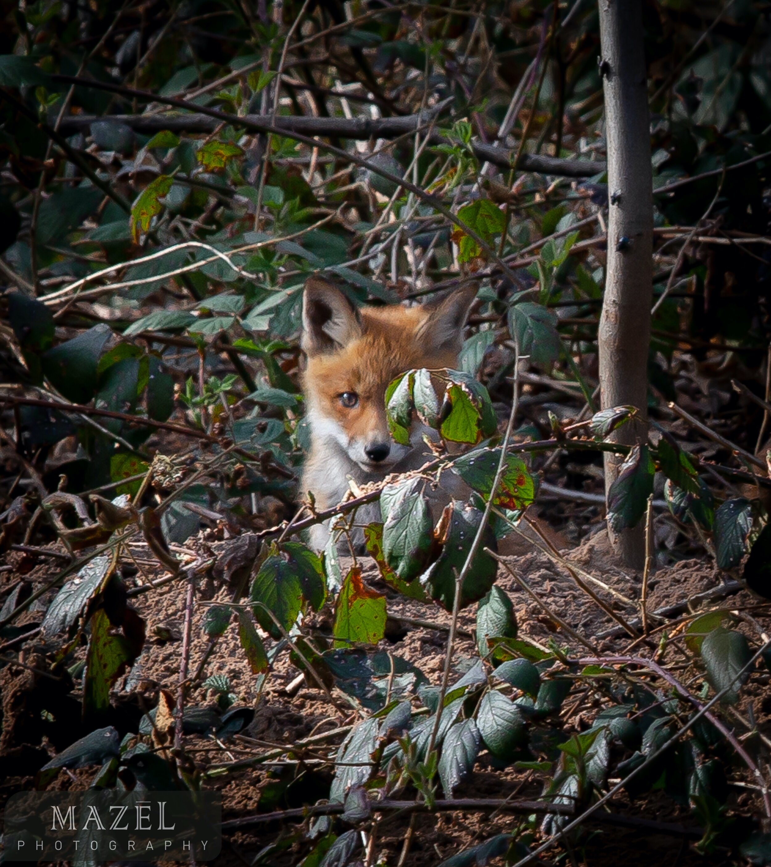 baby fox