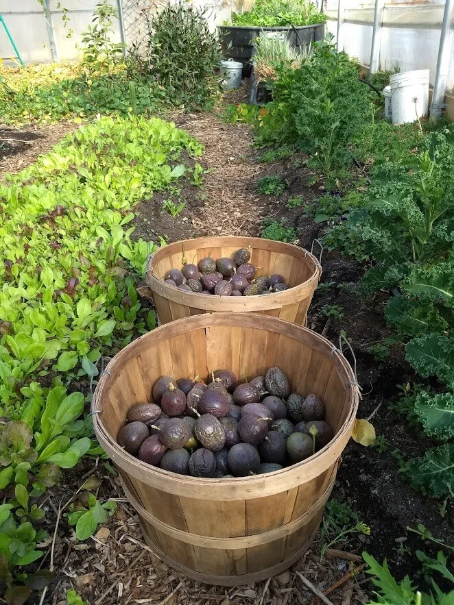Seasonal Produce