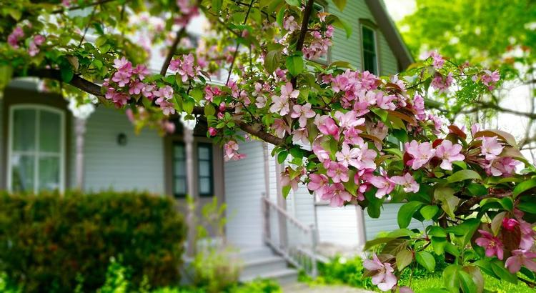 house spring blossoms.jpeg
