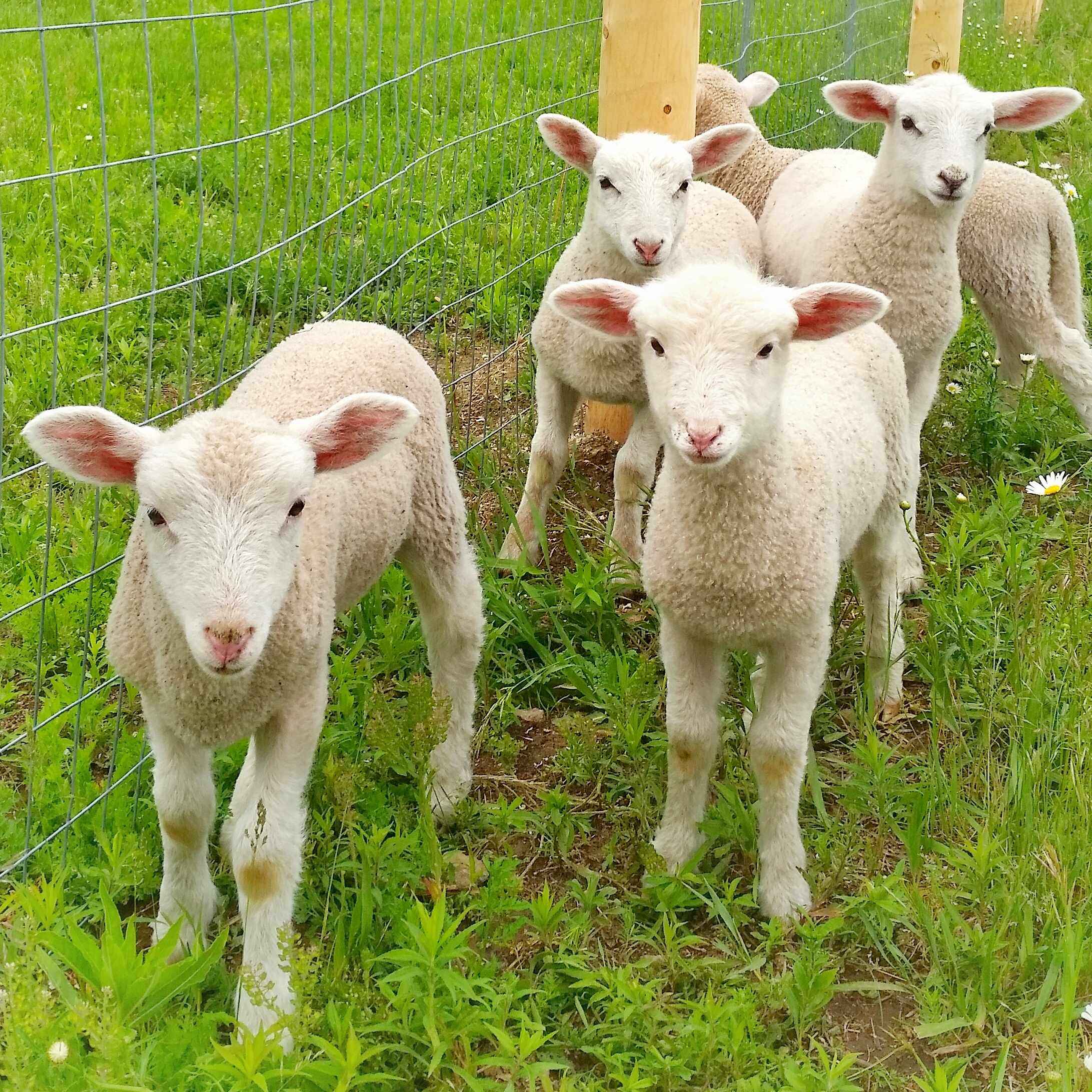 baby lambs.jpg